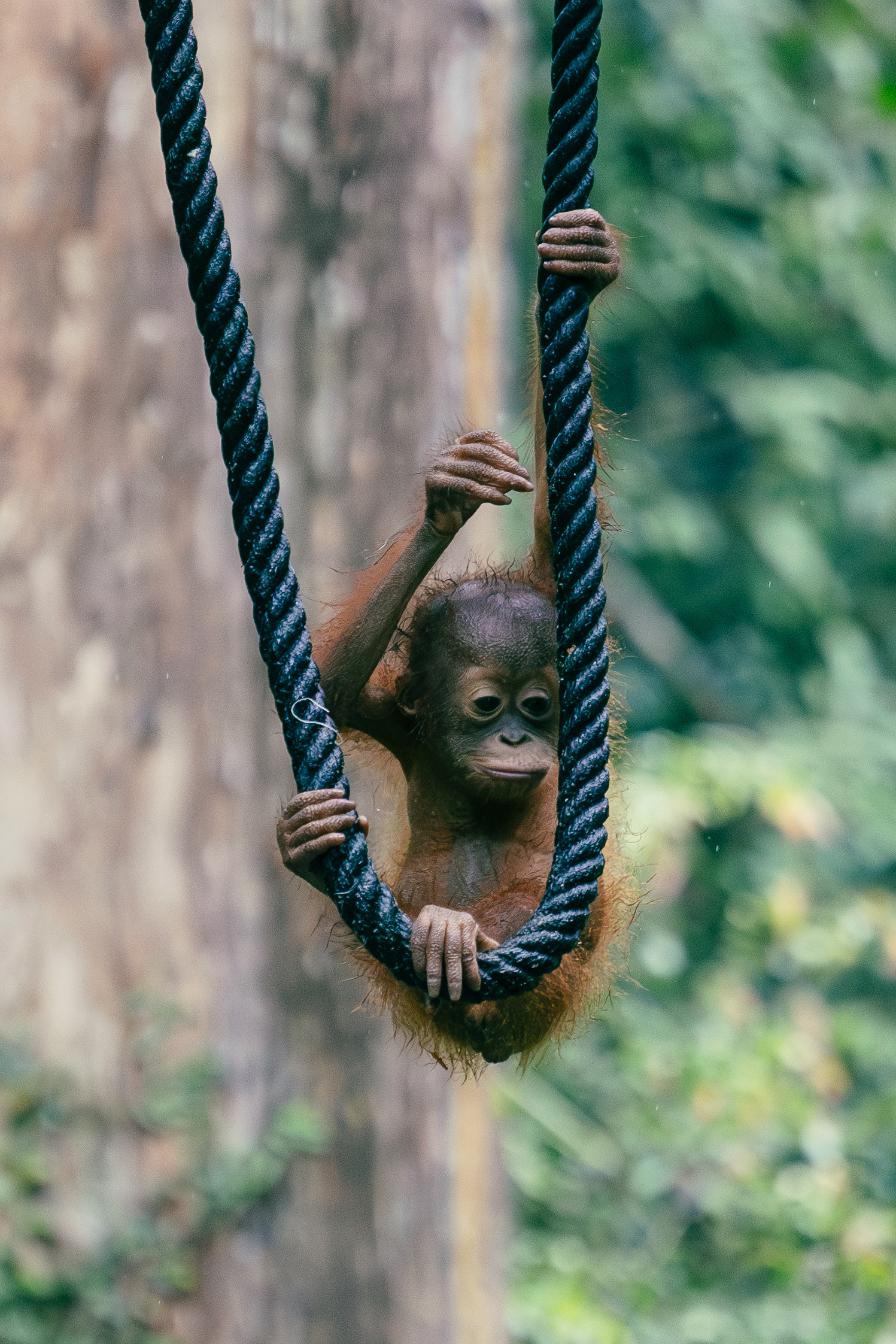 Orang-outan - Sepilok, Bornéo