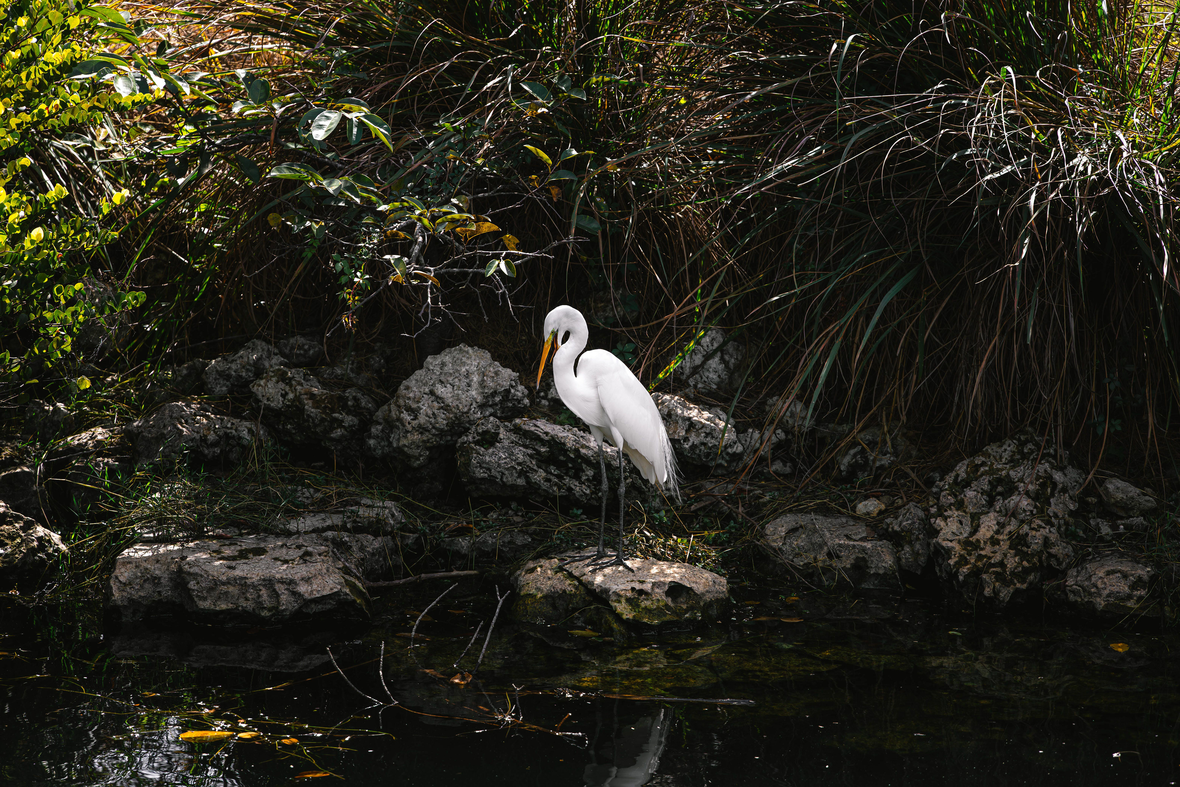 Héron blanc - Everglades, Floride, USA