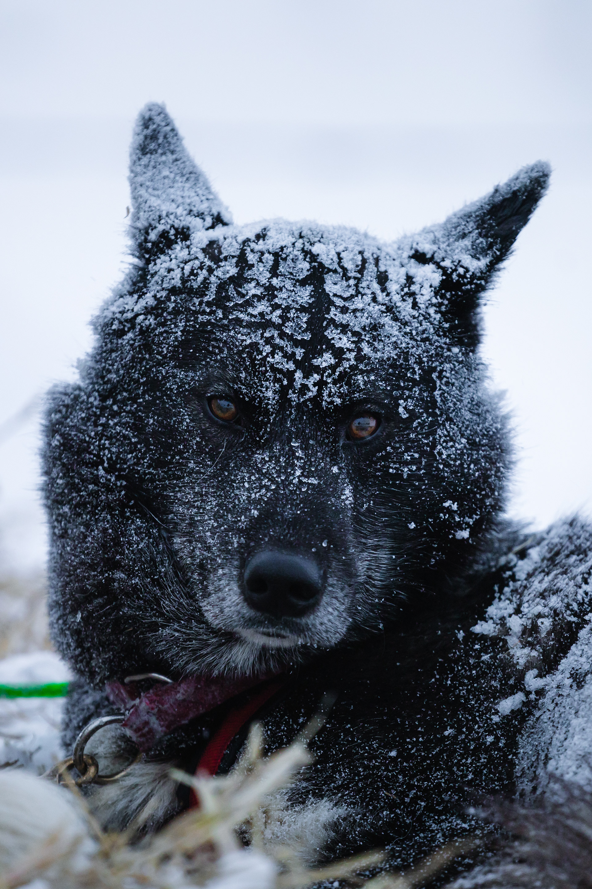 Chien après le blizzard - Val Cenis, France