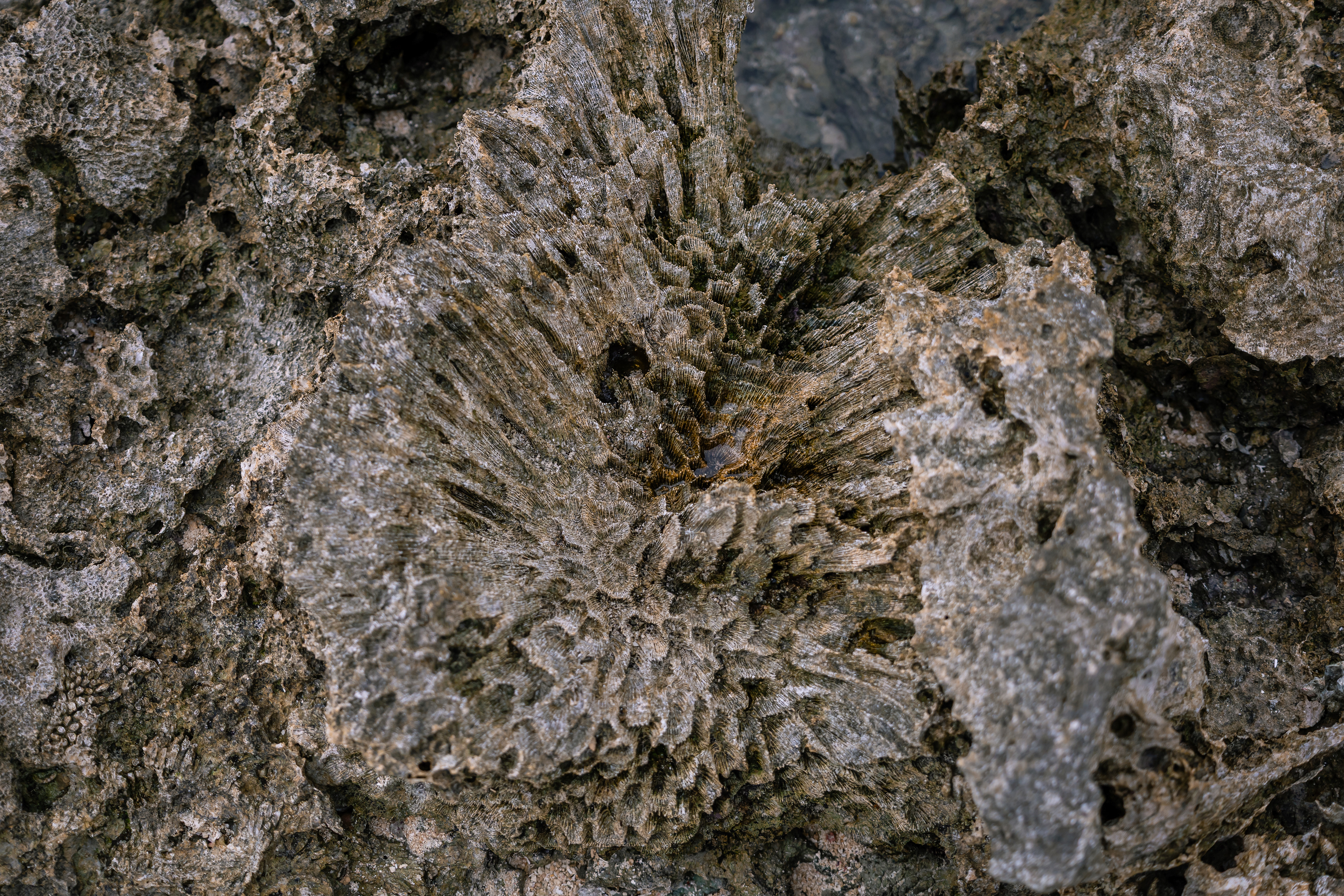 Récifs surélevés - Île d'Éfaté, Vanuatu