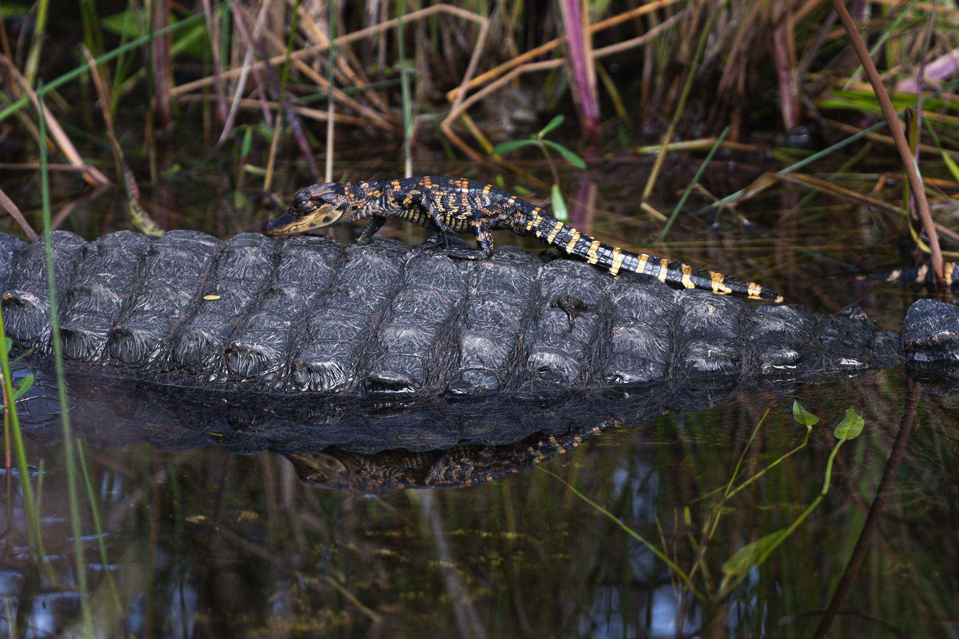 Jeune alligator sur le dos de sa mère - Everglades, Floride, USA