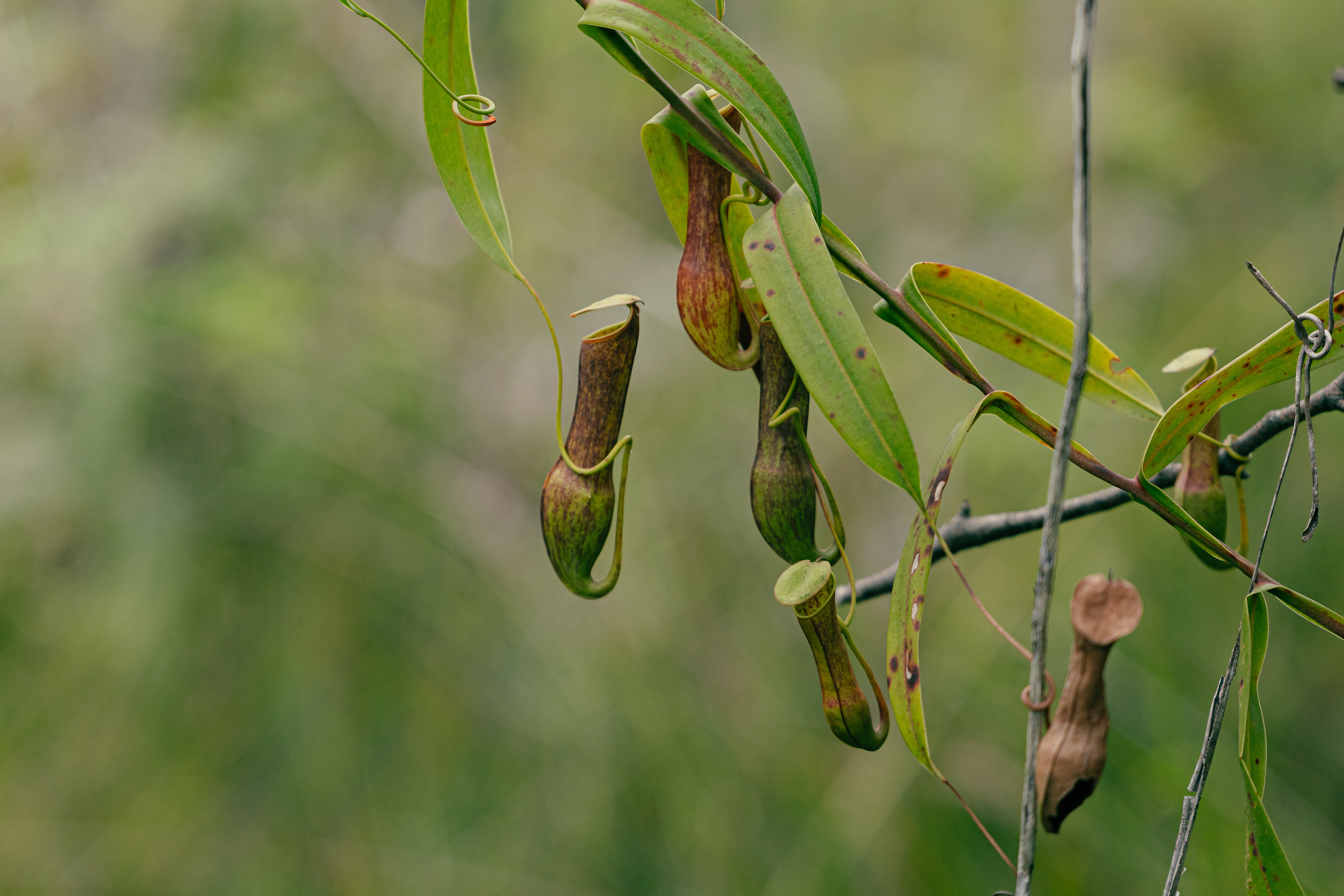 Nepenthaceae - Bako National Park, Bornéo