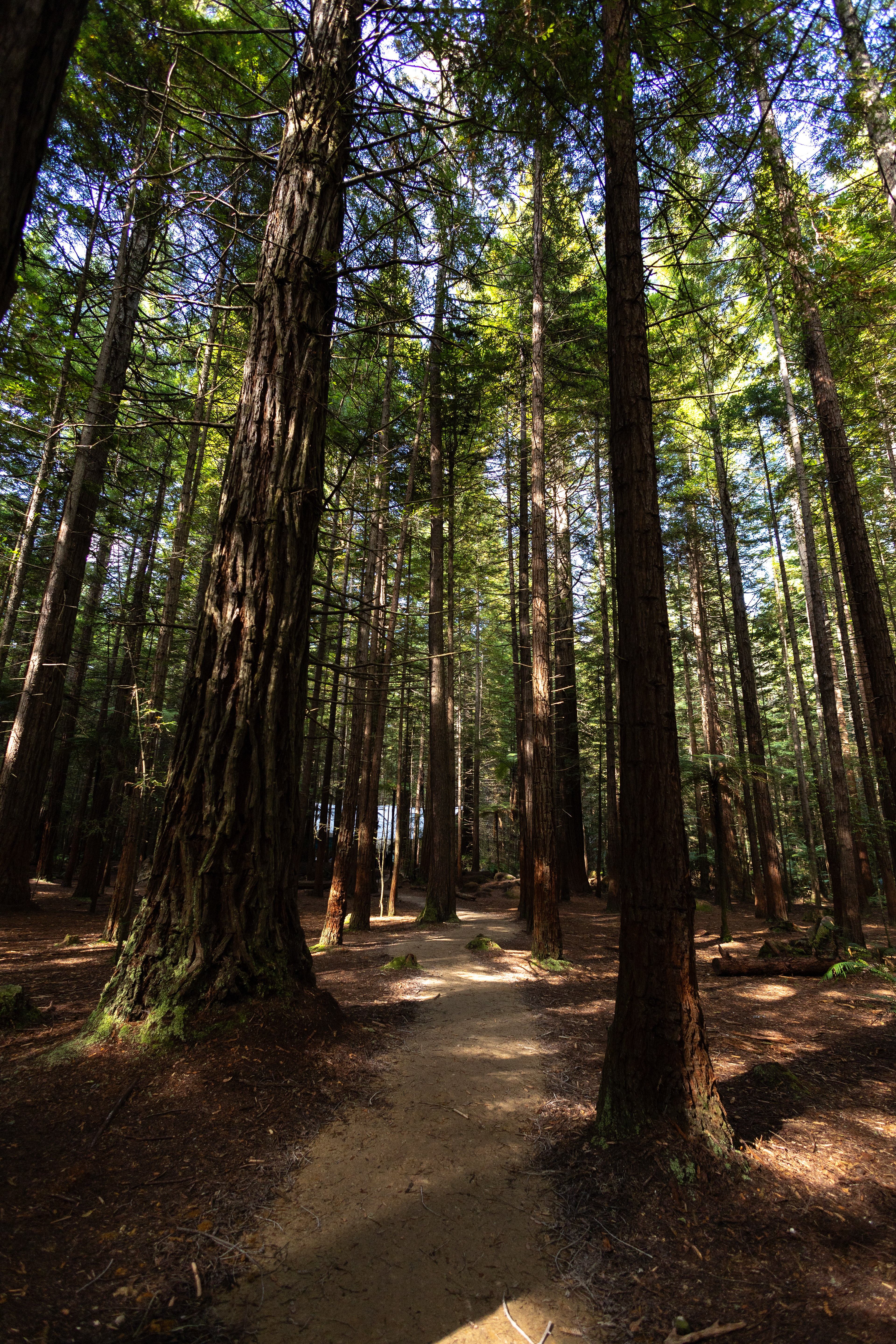 Redwood Forest - Tarawera Trail by UTMB