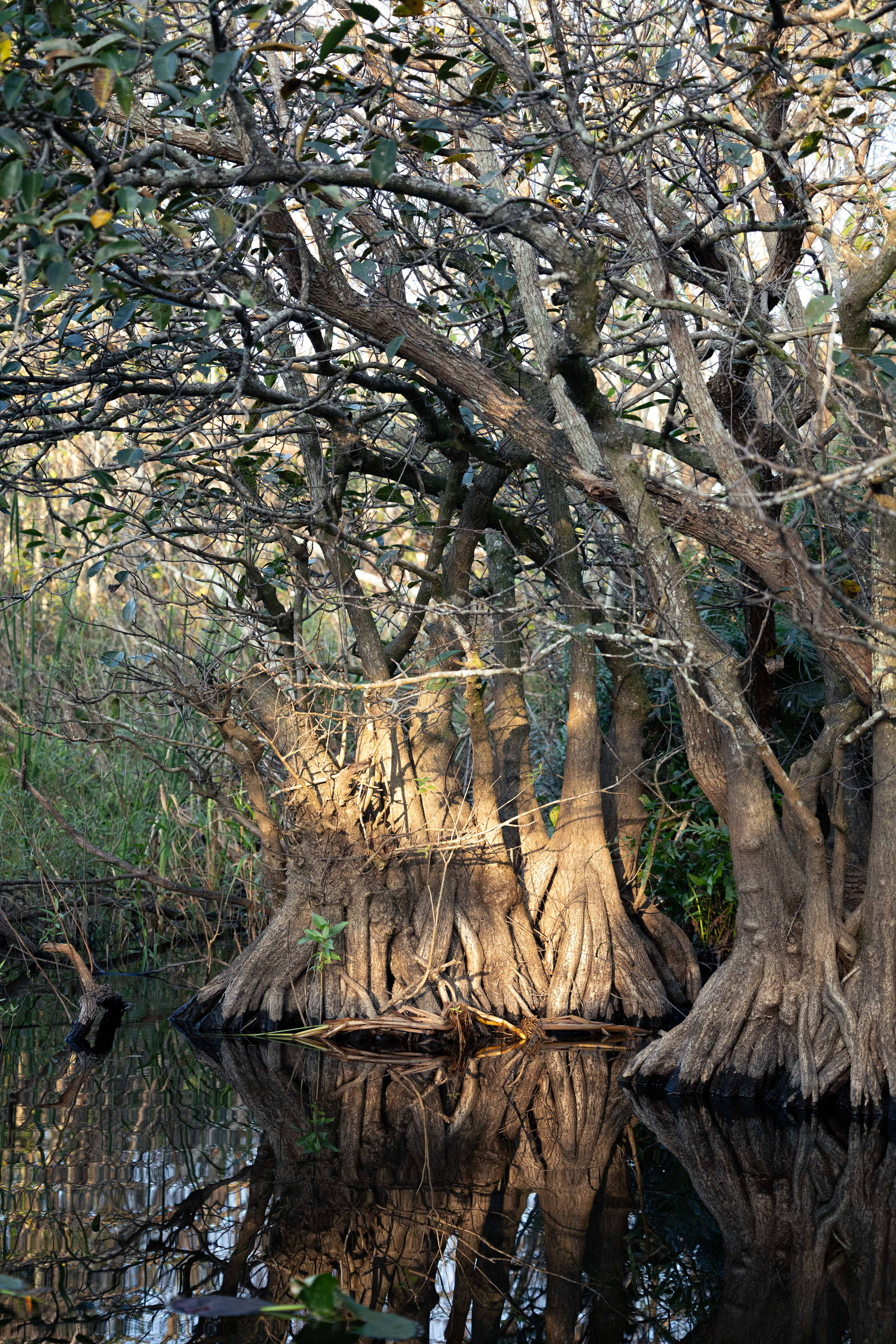 Everglades, Floride, USA