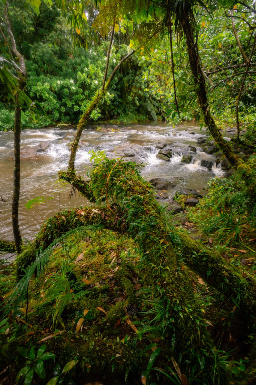 Jungle samoane - Upolu, Samoa