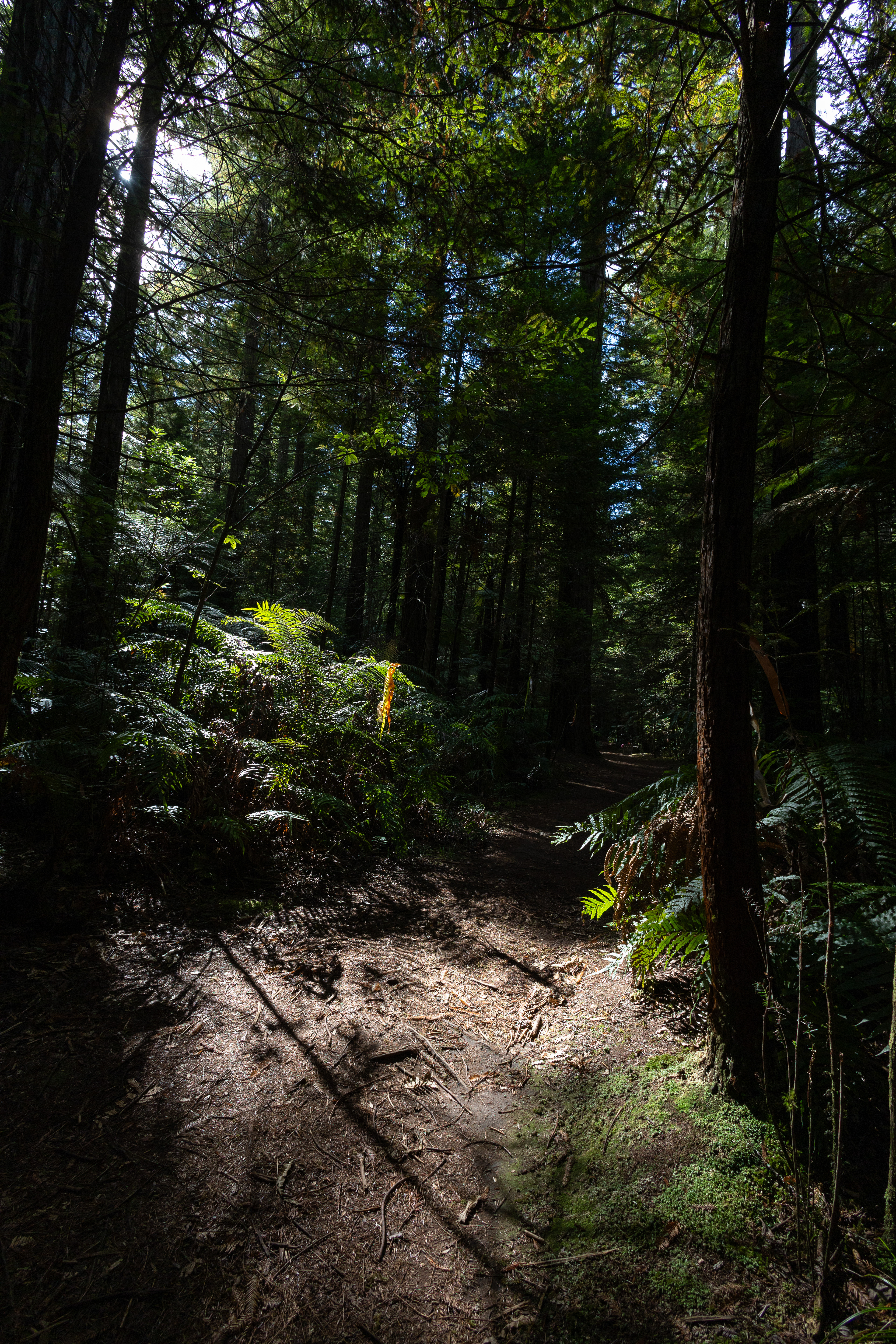 Redwood Forest - Tarawera Trail by UTMB