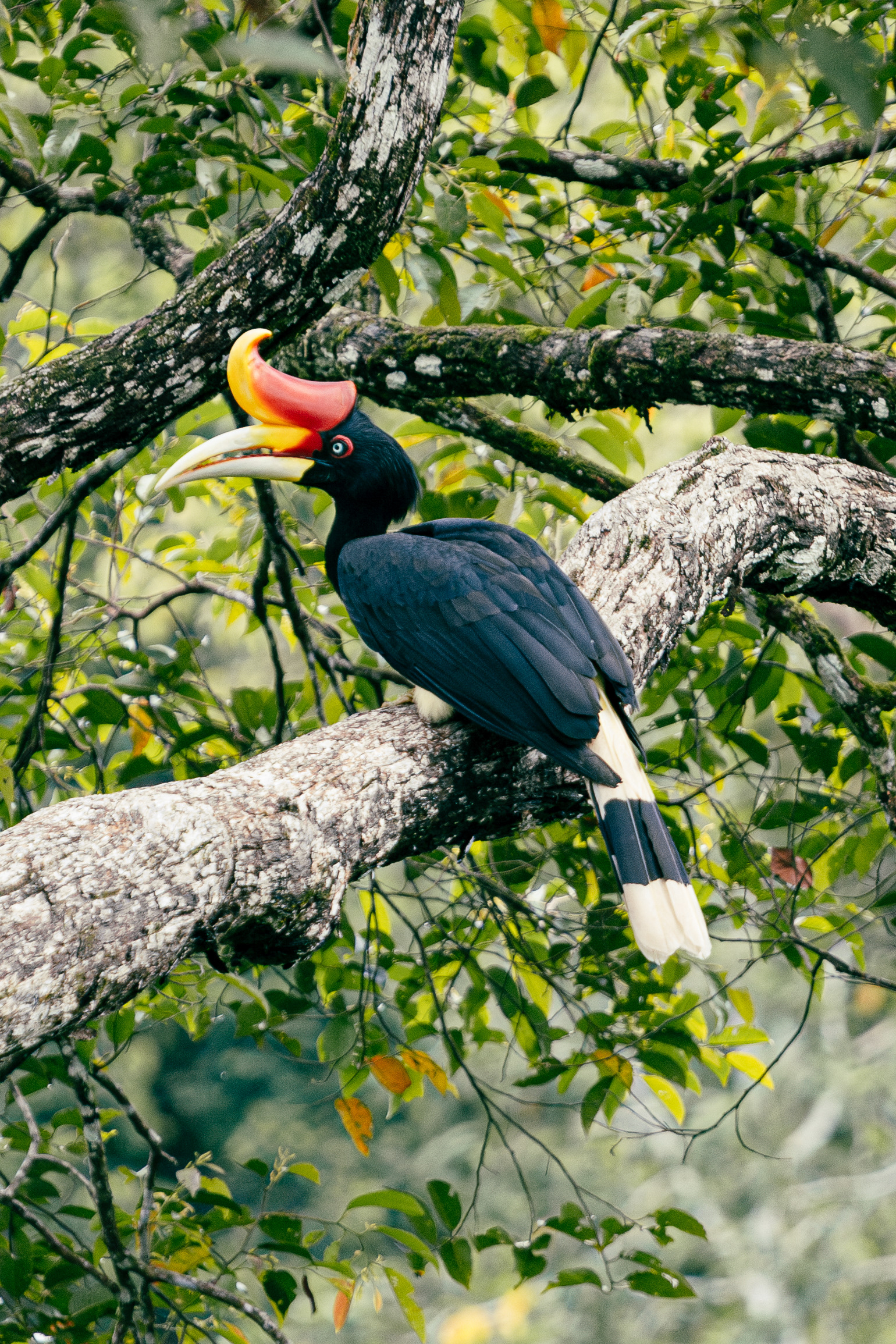 Calao rhinocéros - Sepilok, Bornéo
