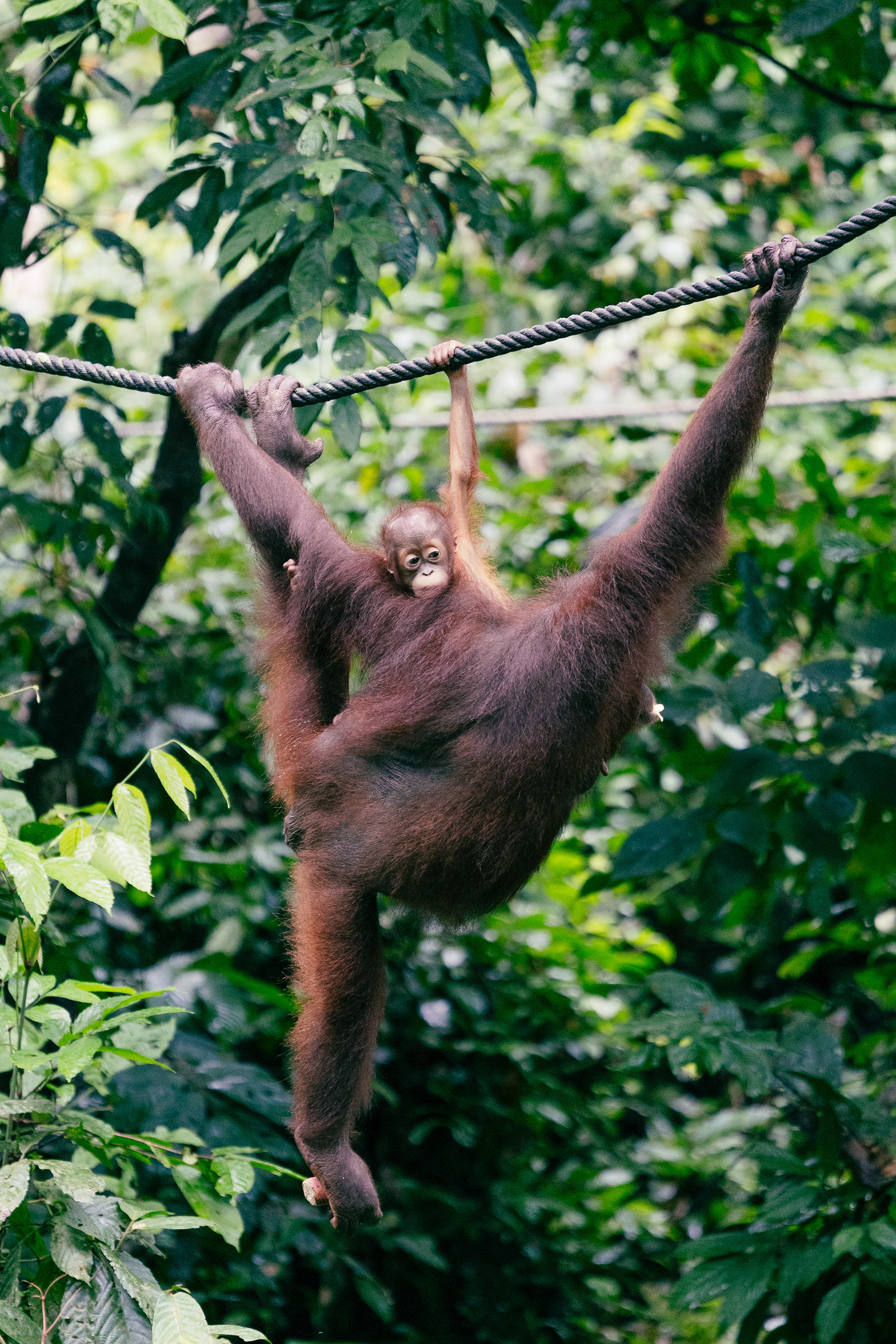 Orang-outan - Sepilok, Bornéo