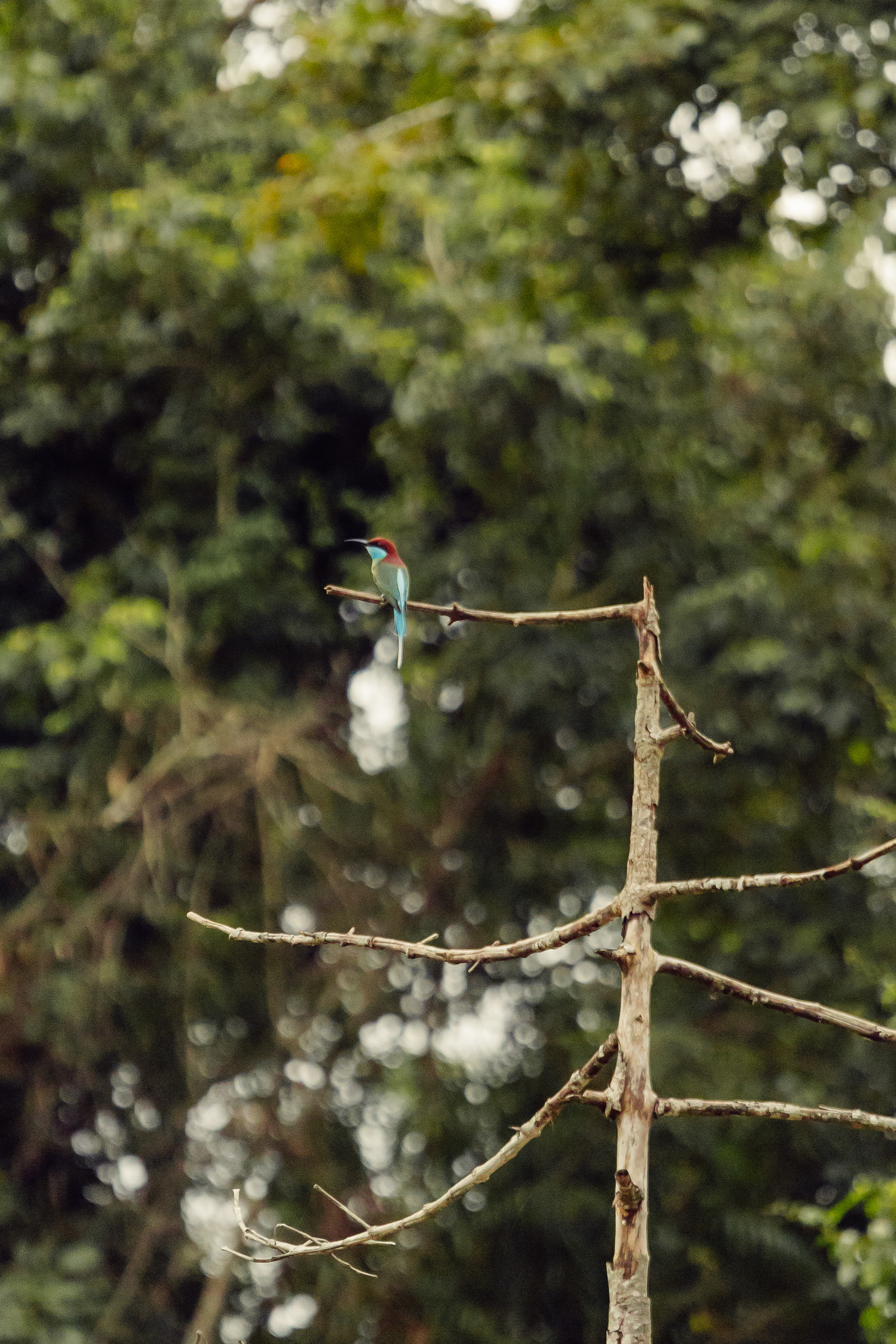 Guêpier à gorge bleue - Kinabatangan River, Bornéo