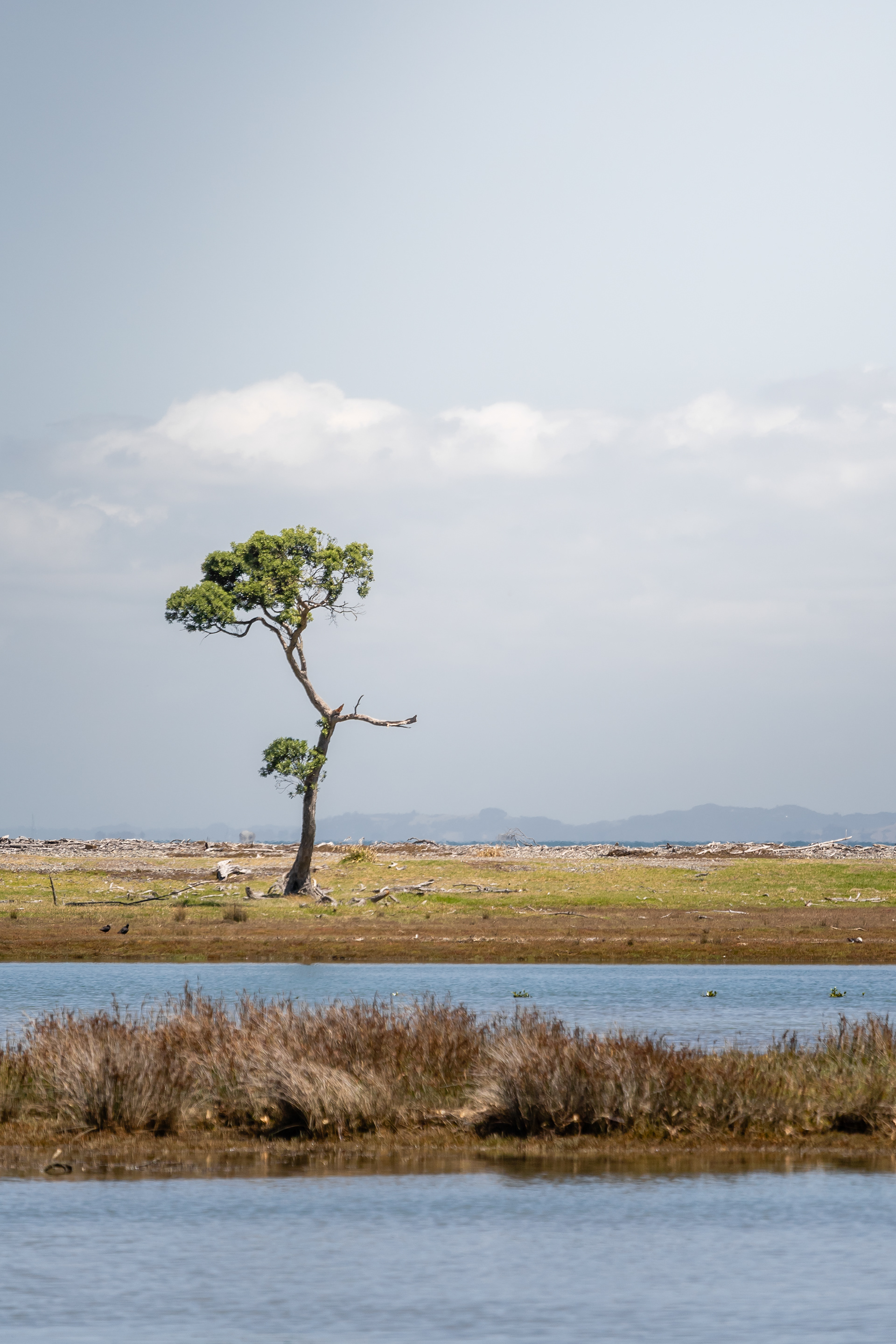 Coromandel, Nouvelle-Zélande