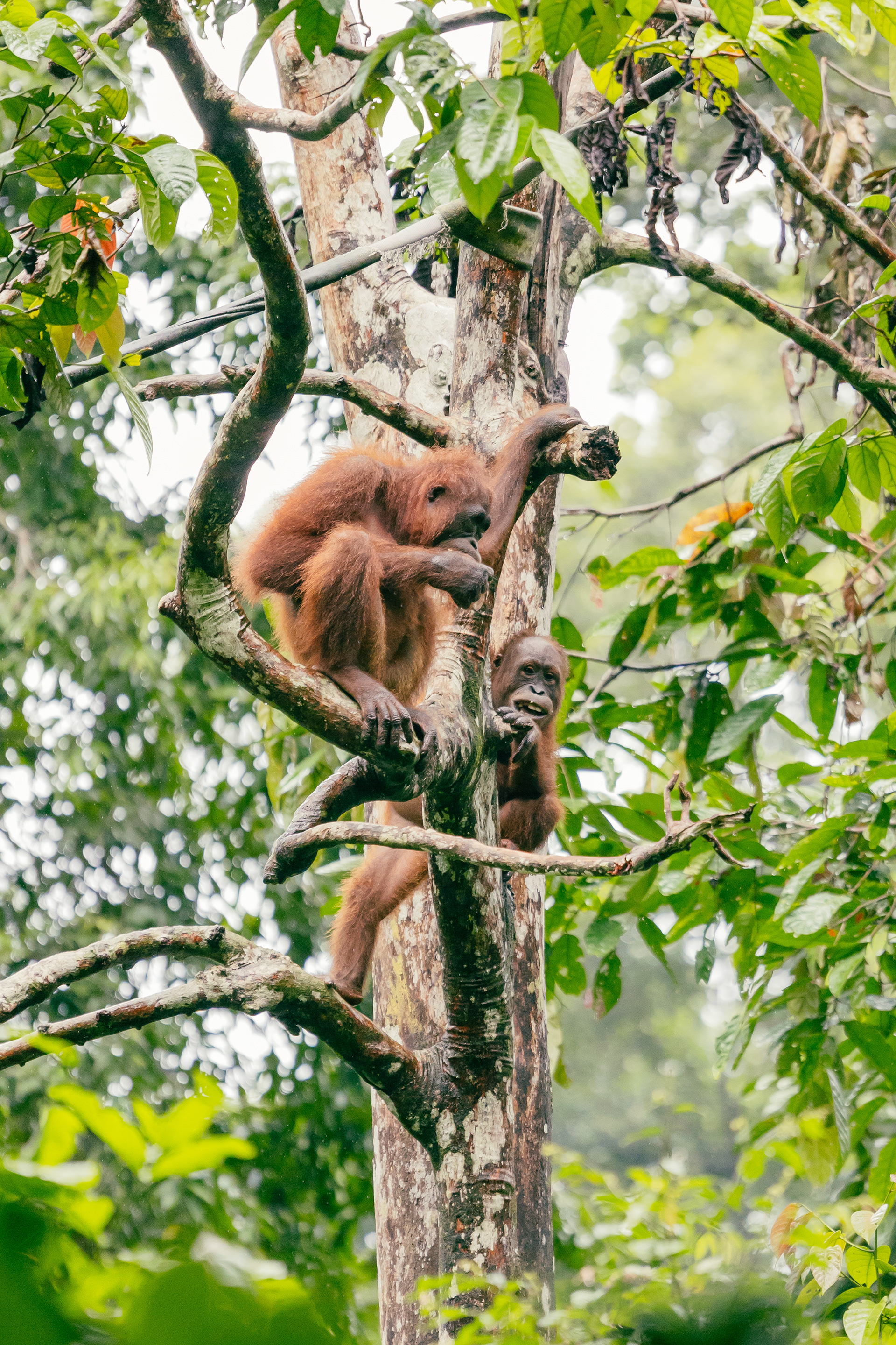 Orang-outan - Sepilok, Bornéo
