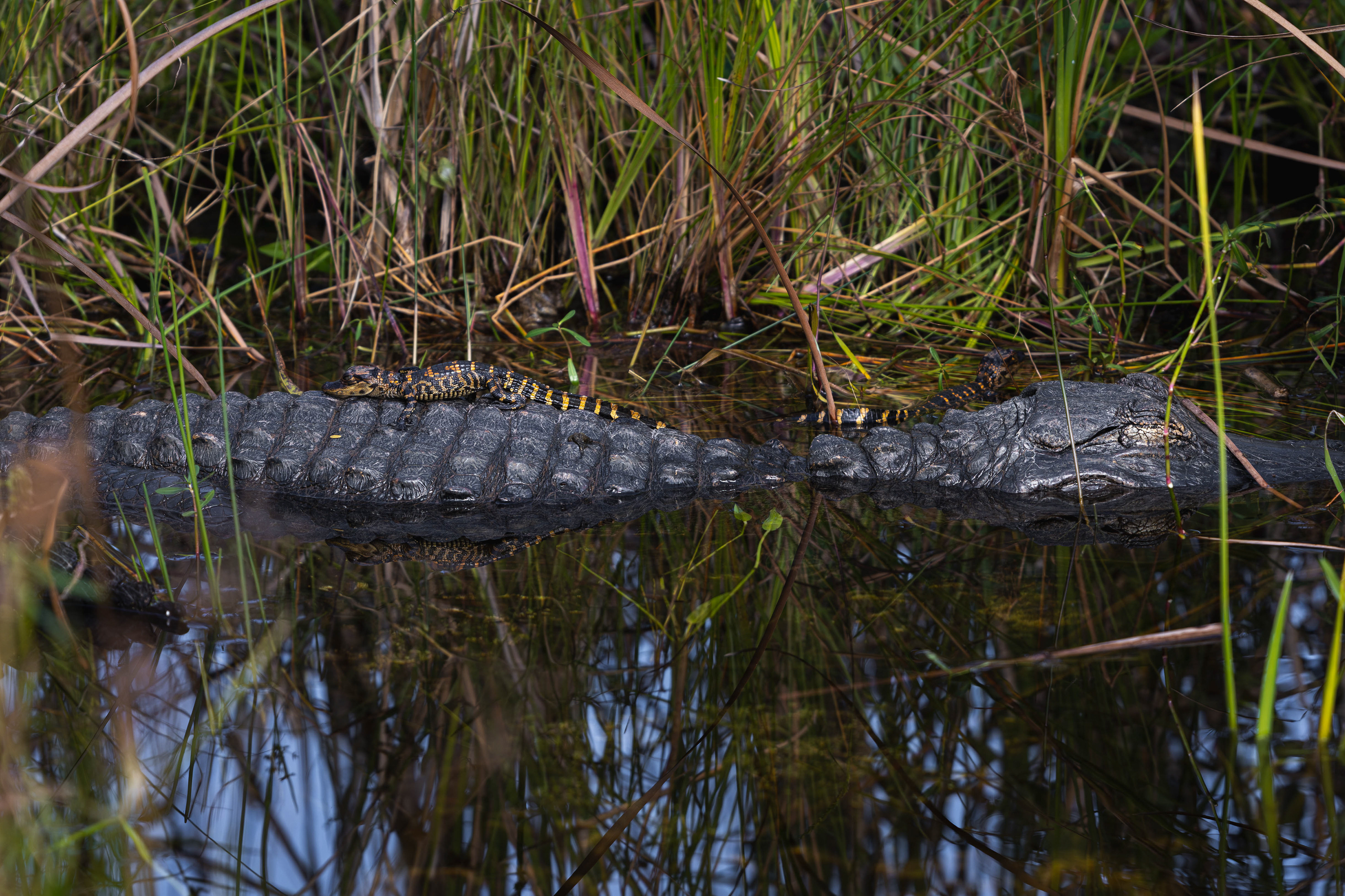 Alligator et ses petits - Everglades, Floride, USA