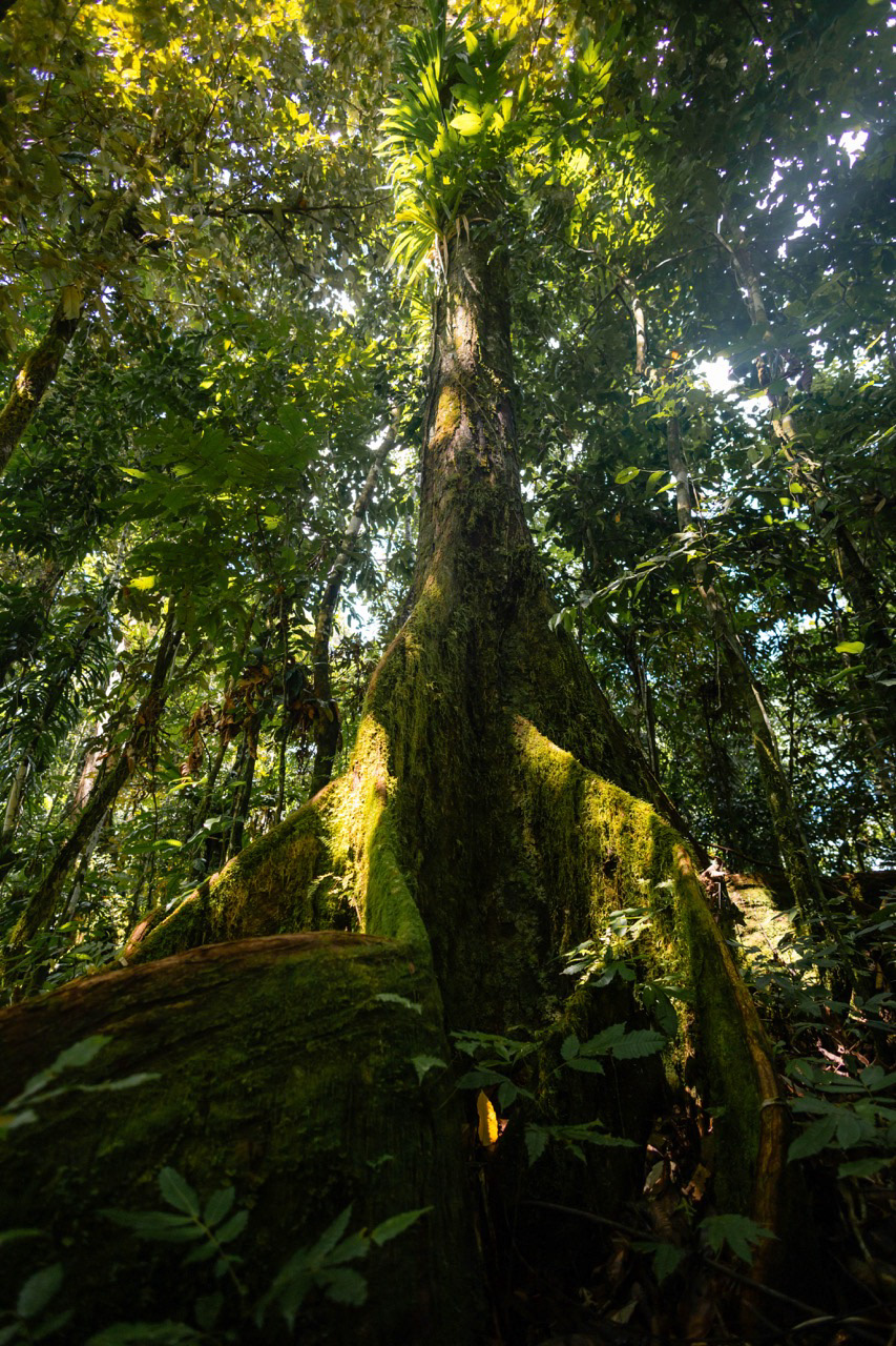 Jungle samoane - Upolu, Samoa