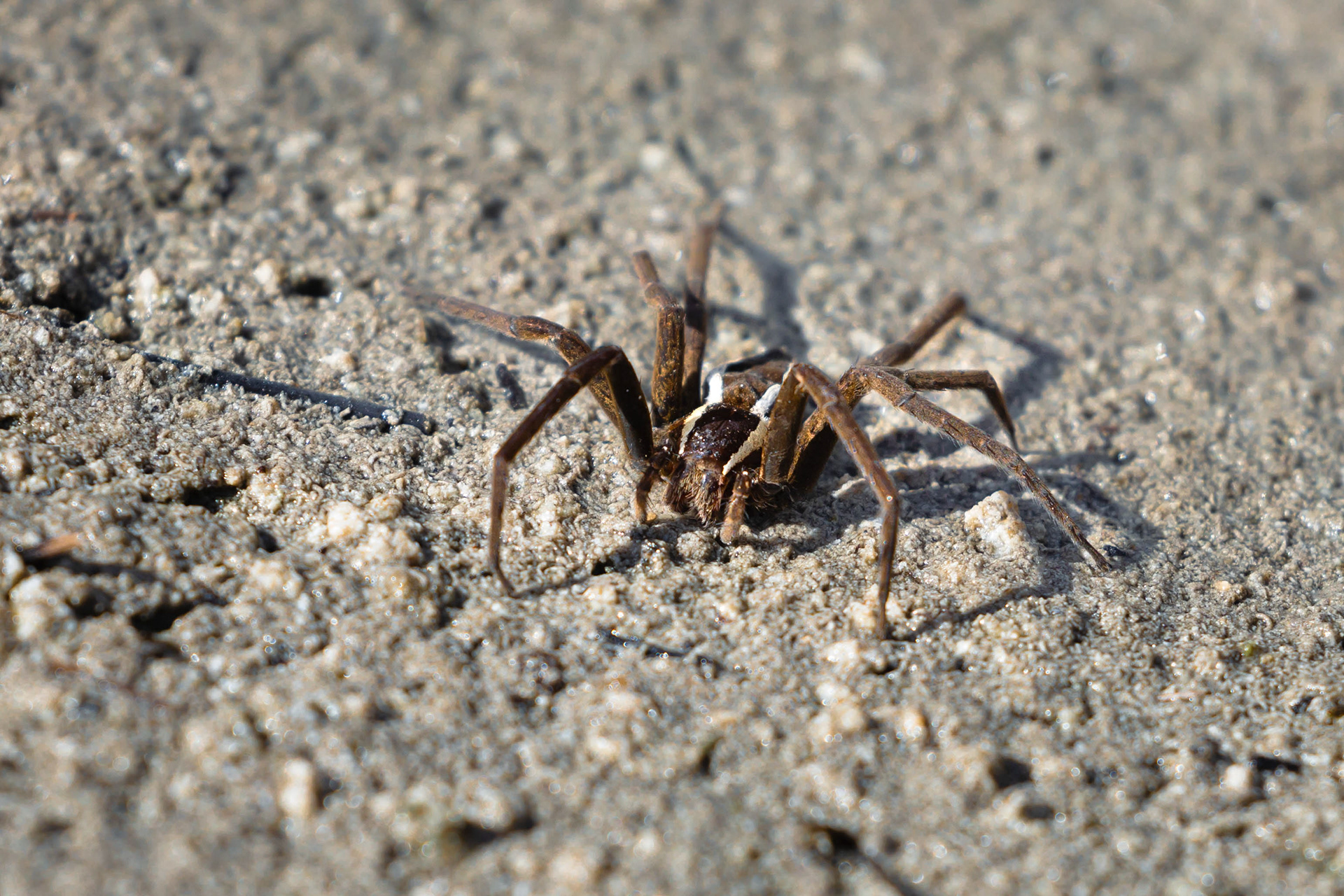 Araignée - Everglades, Floride, USA