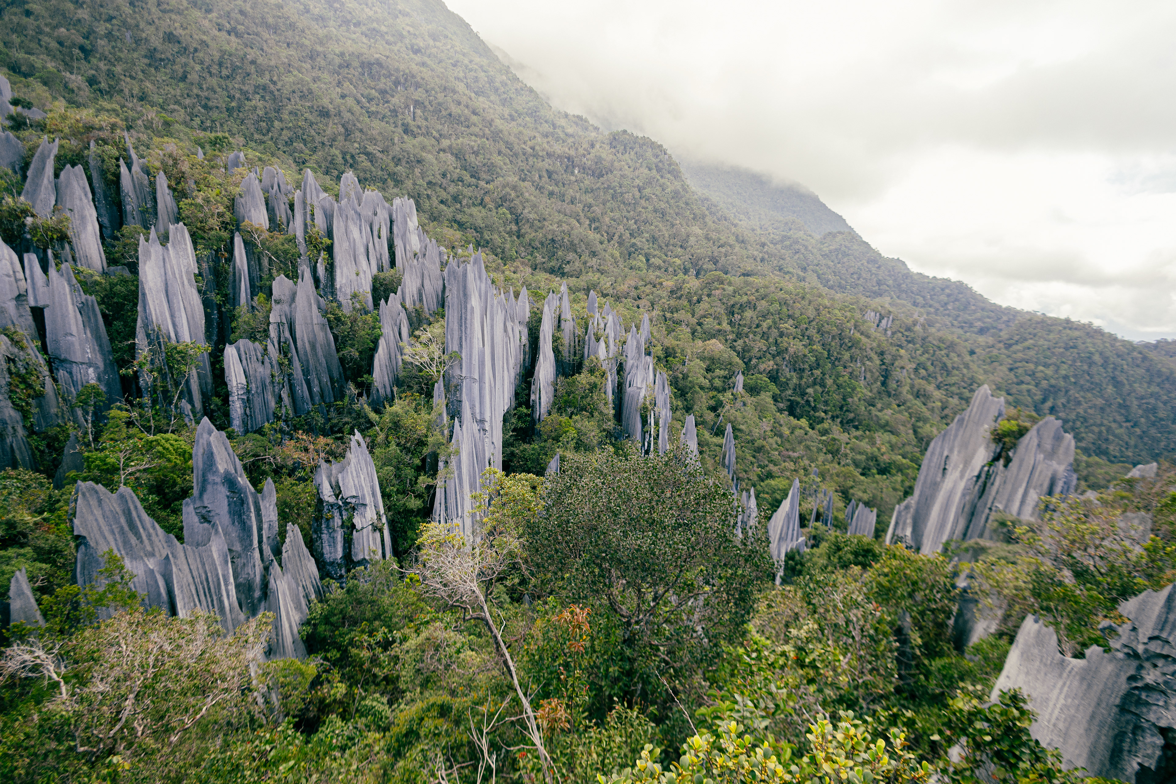 Pinacles - Mulu National Park