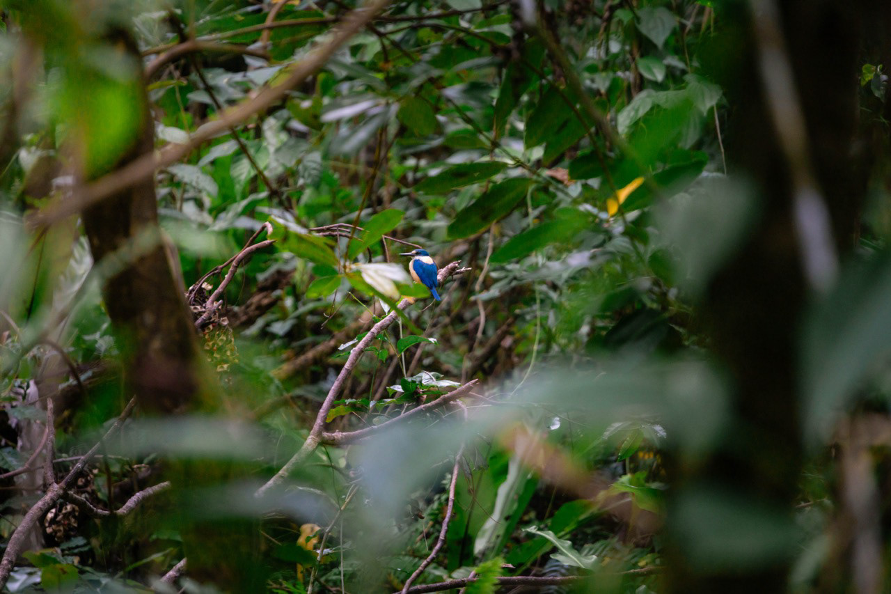 Martin-chasseur - Upolu, Samoa
