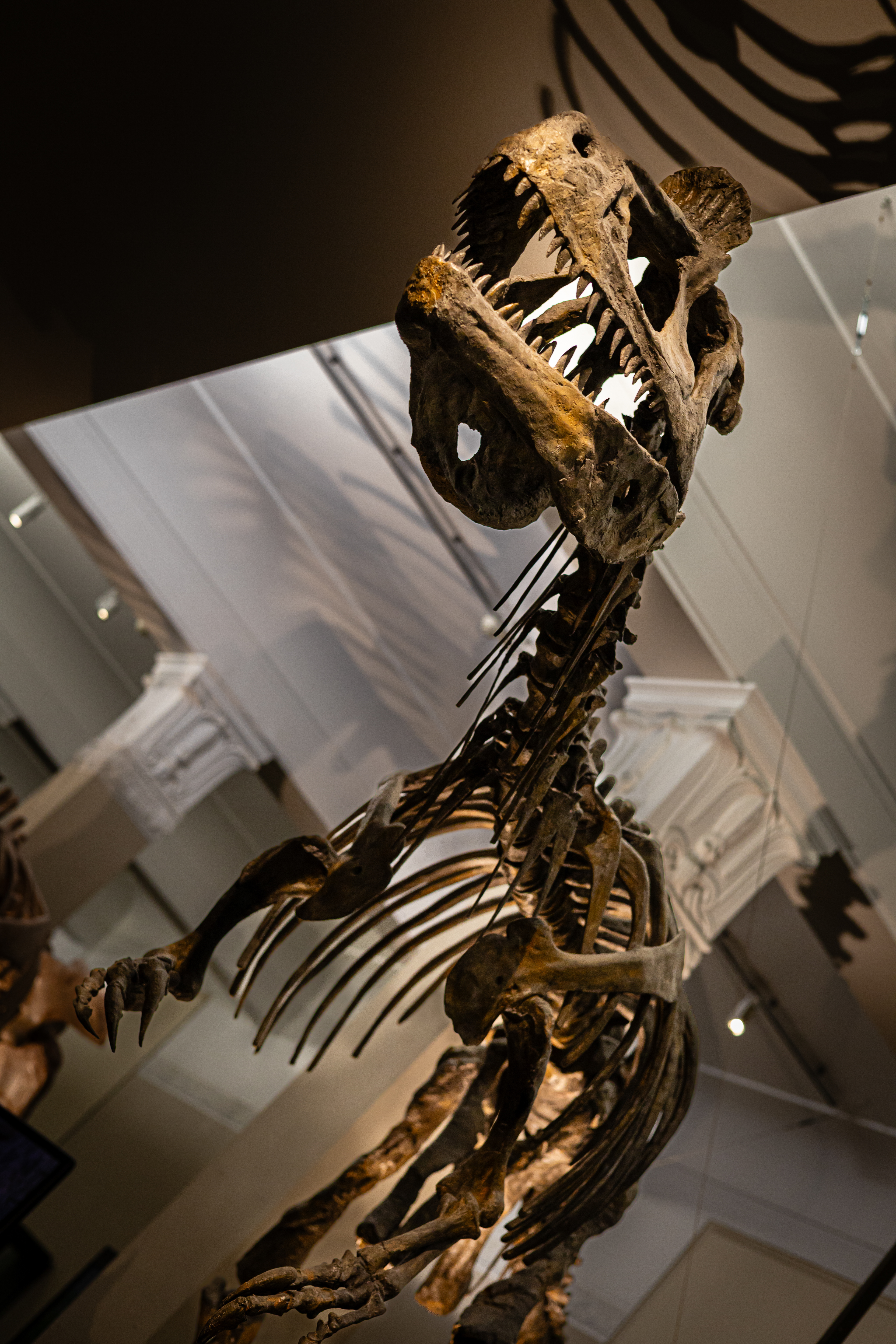 Cryolophosaurus - Auckland, Nouvelle-Zélande