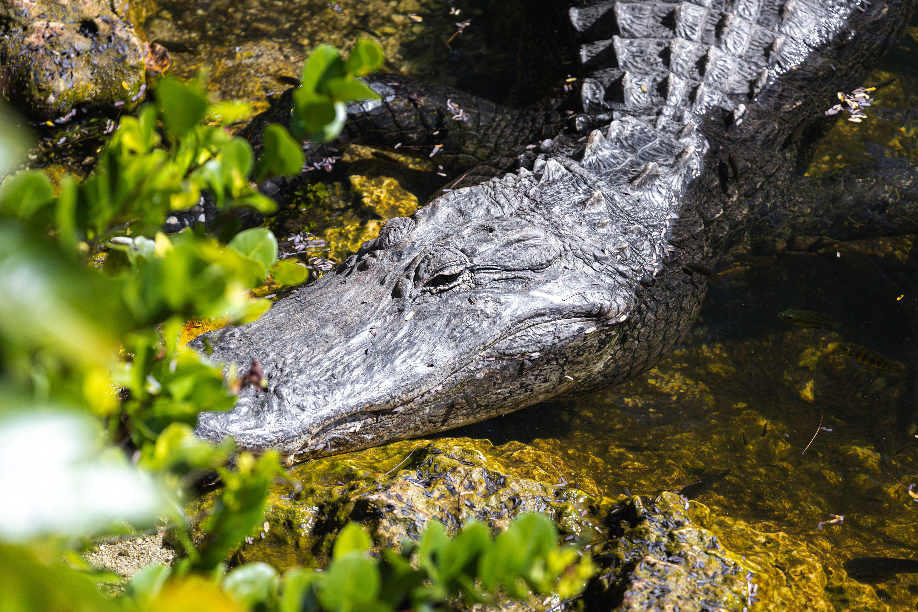 Alligator - Everglades, Floride, USA