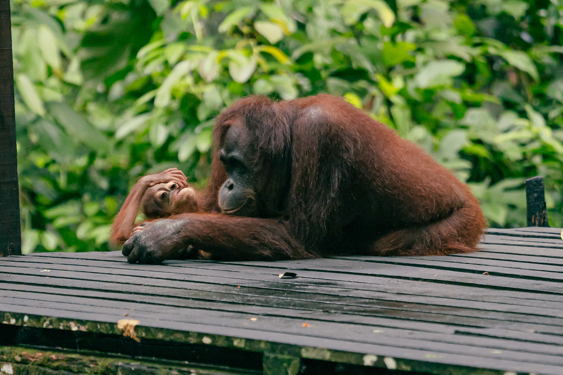 Orang-outan - Sepilok, Bornéo