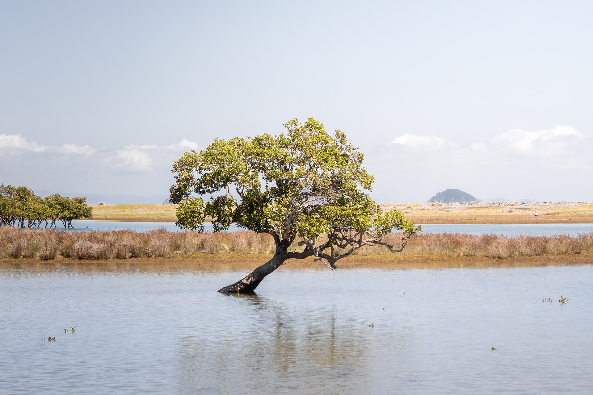 Coromandel, Nouvelle-Zélande