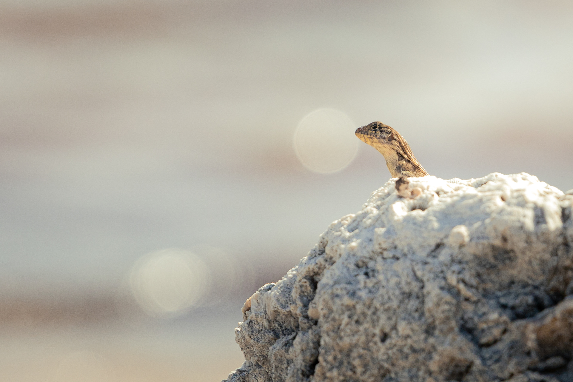 Lézard - Keys, Floride, USA