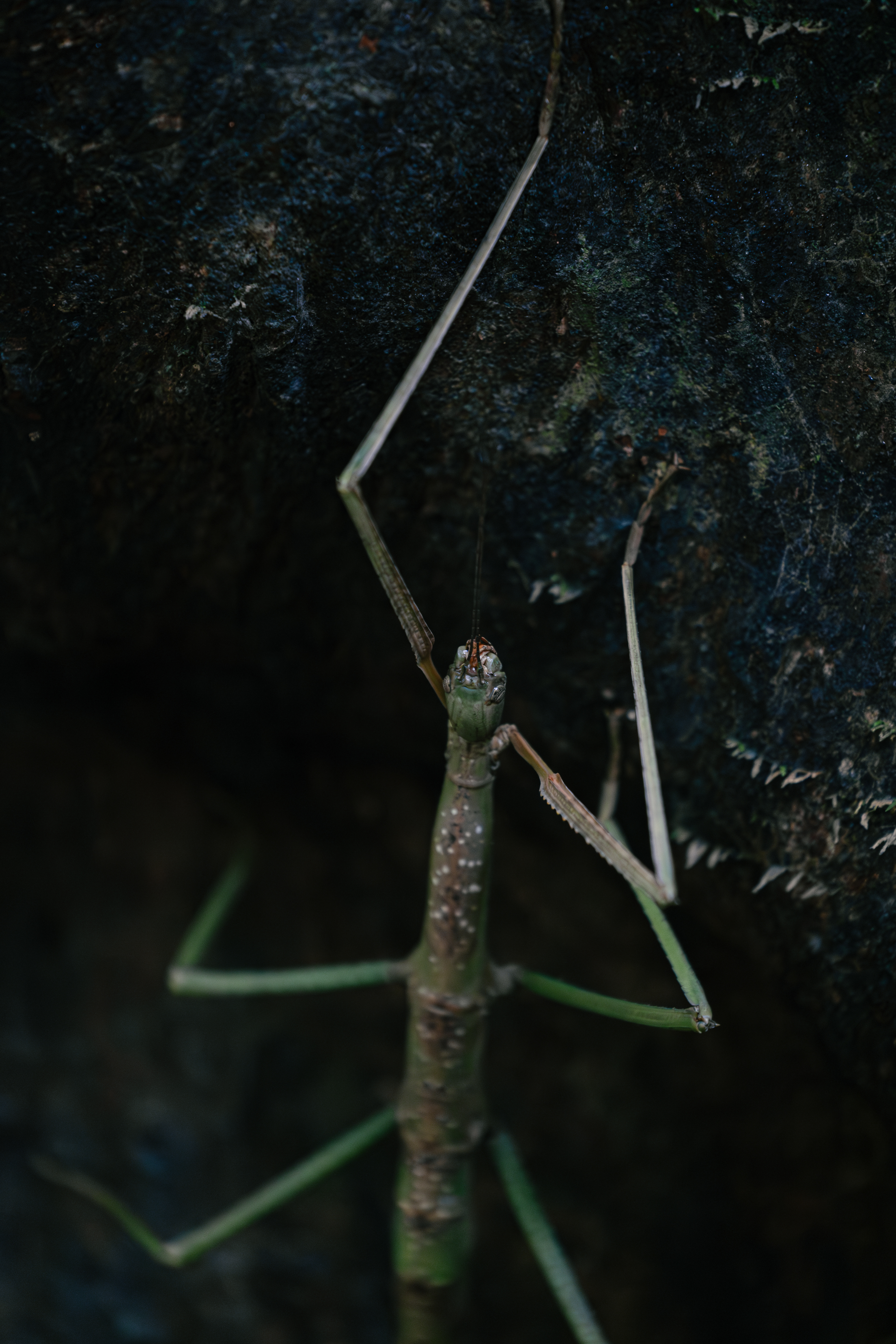 Phasme géant - Mulu National Park