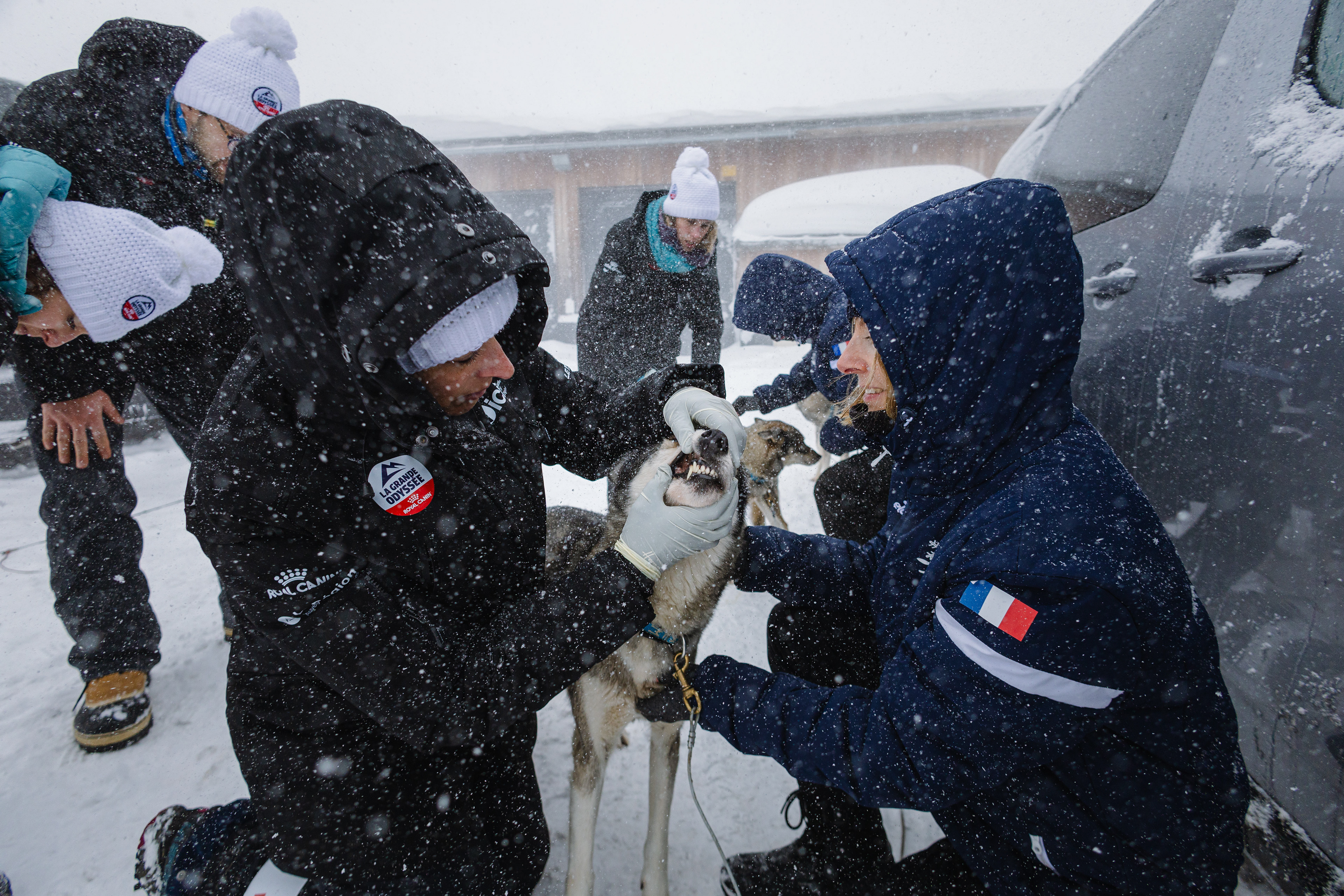 Check-up vétérinaire - Avoriaz, France