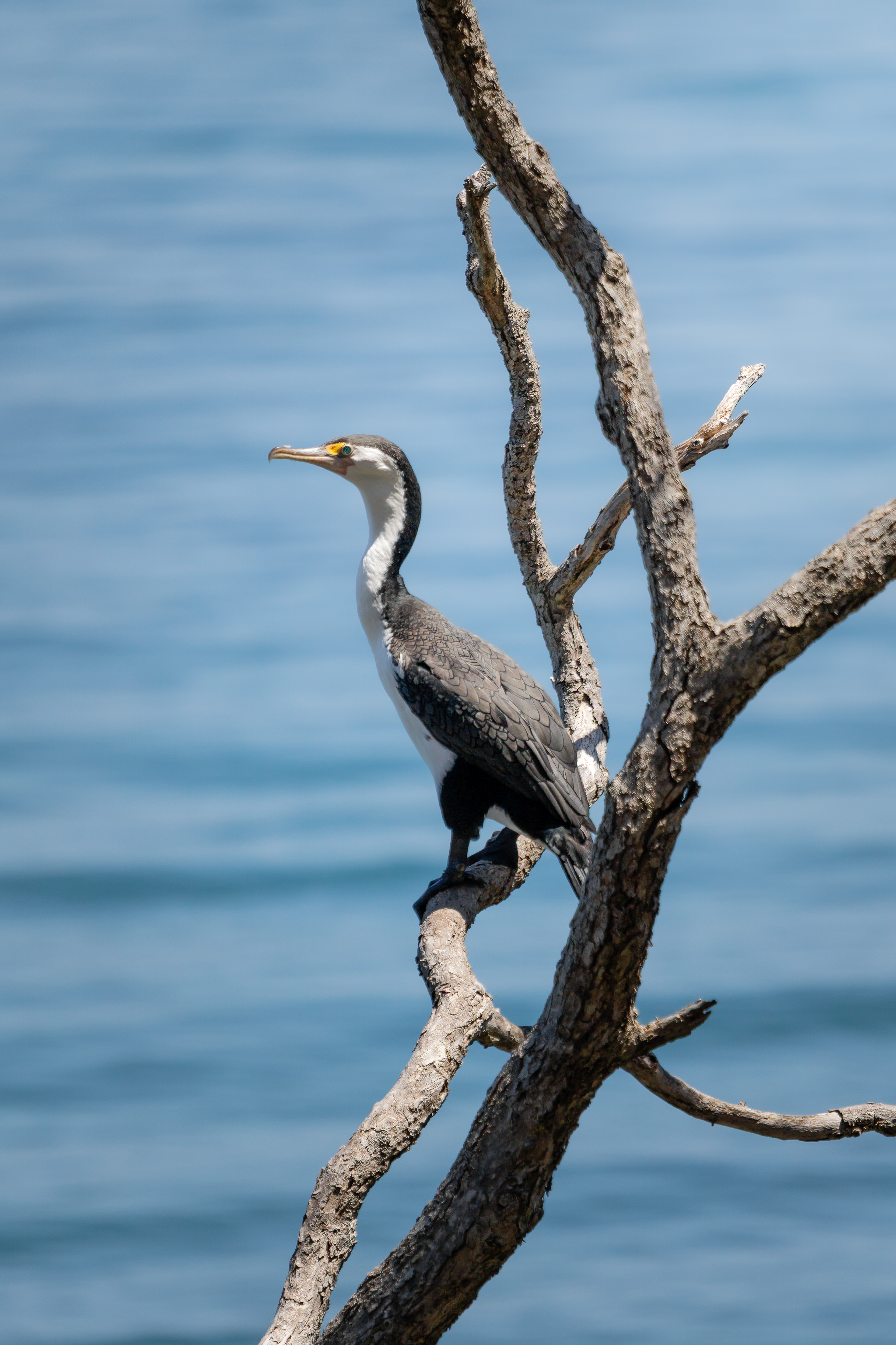 Cormoran varié - Coromandel, Nouvelle-Zélande