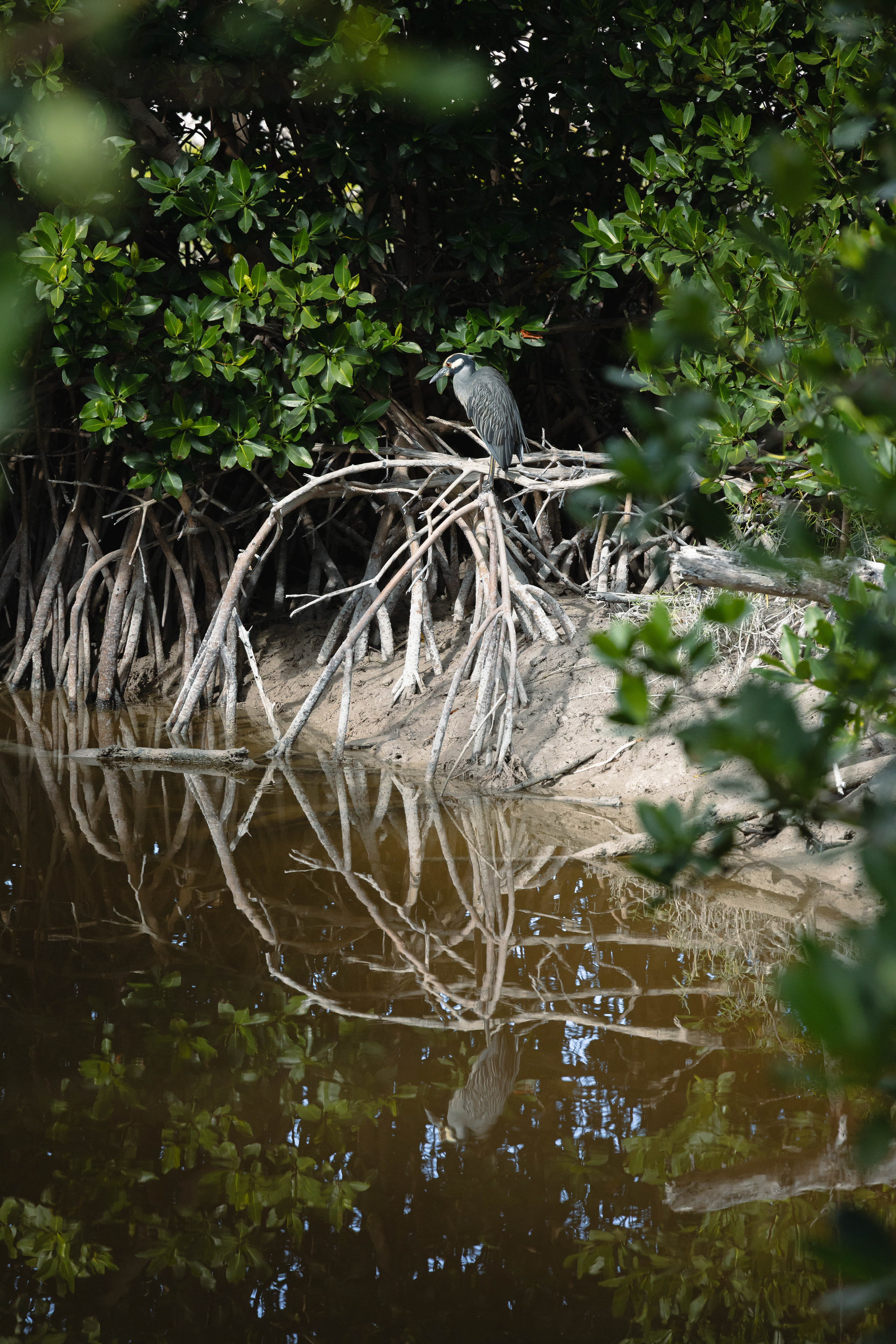 Bihoreau violacé dans la mangrove - Keys, Floride, USA