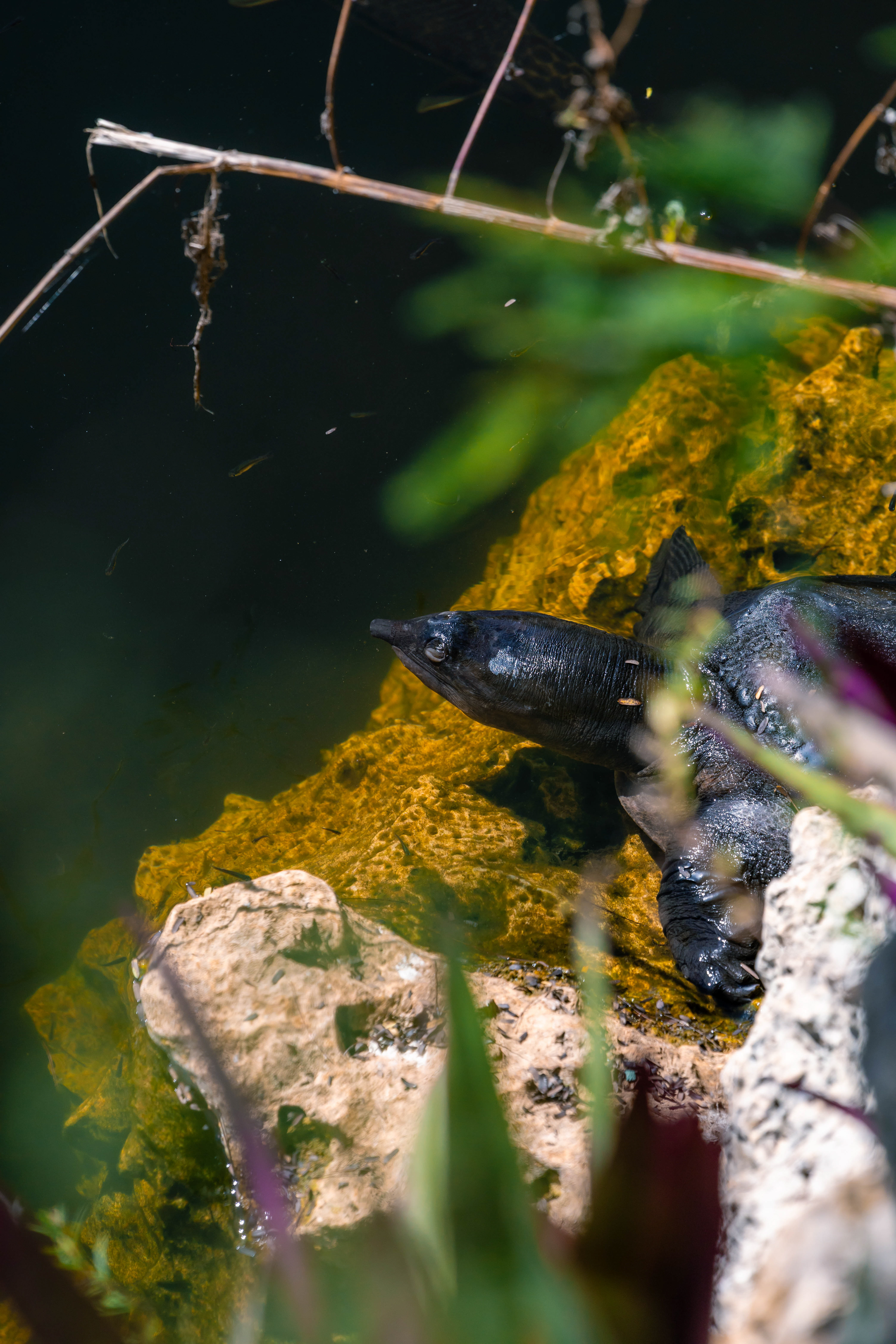 Tortue à carapace molle - Everglades, Floride, USA