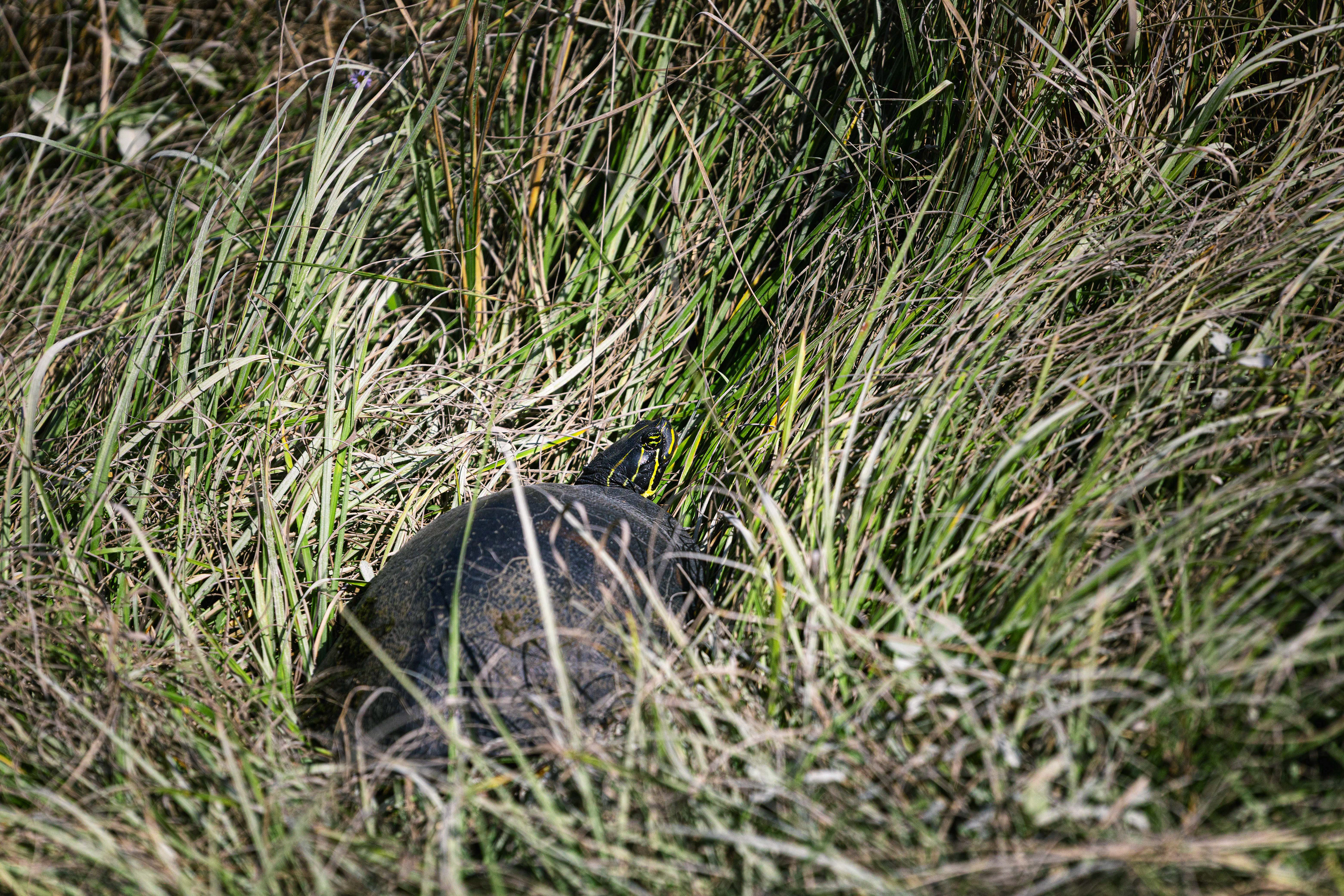 Tortue de Floride - Everglades, Floride, USA