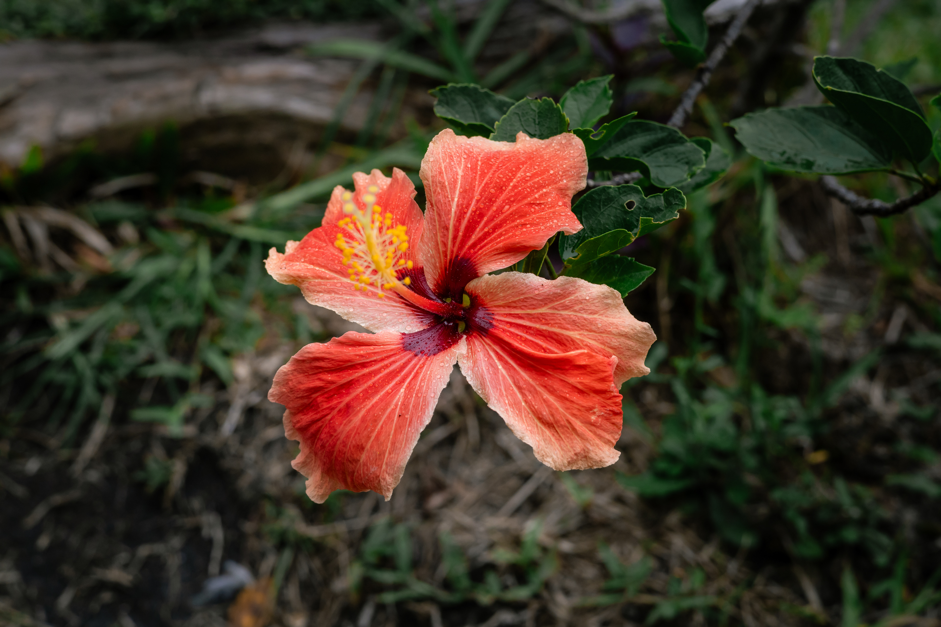 Hibiscus - Île de Tanna, Vanuatu