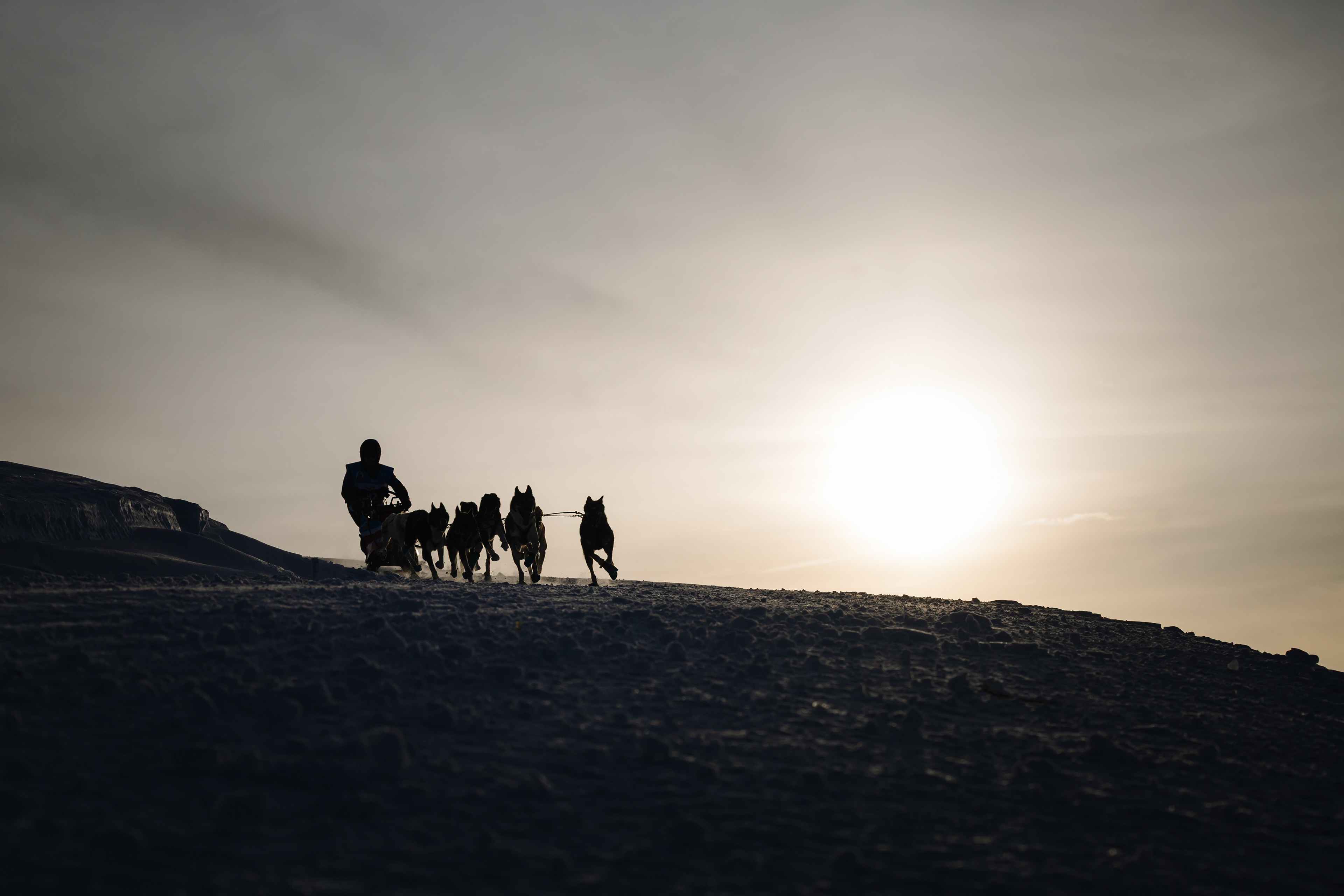 Musher en course - Les 7 Laux, France