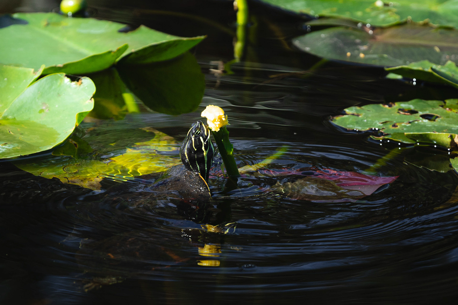 Tortue de Floride - Everglades, Floride, USA
