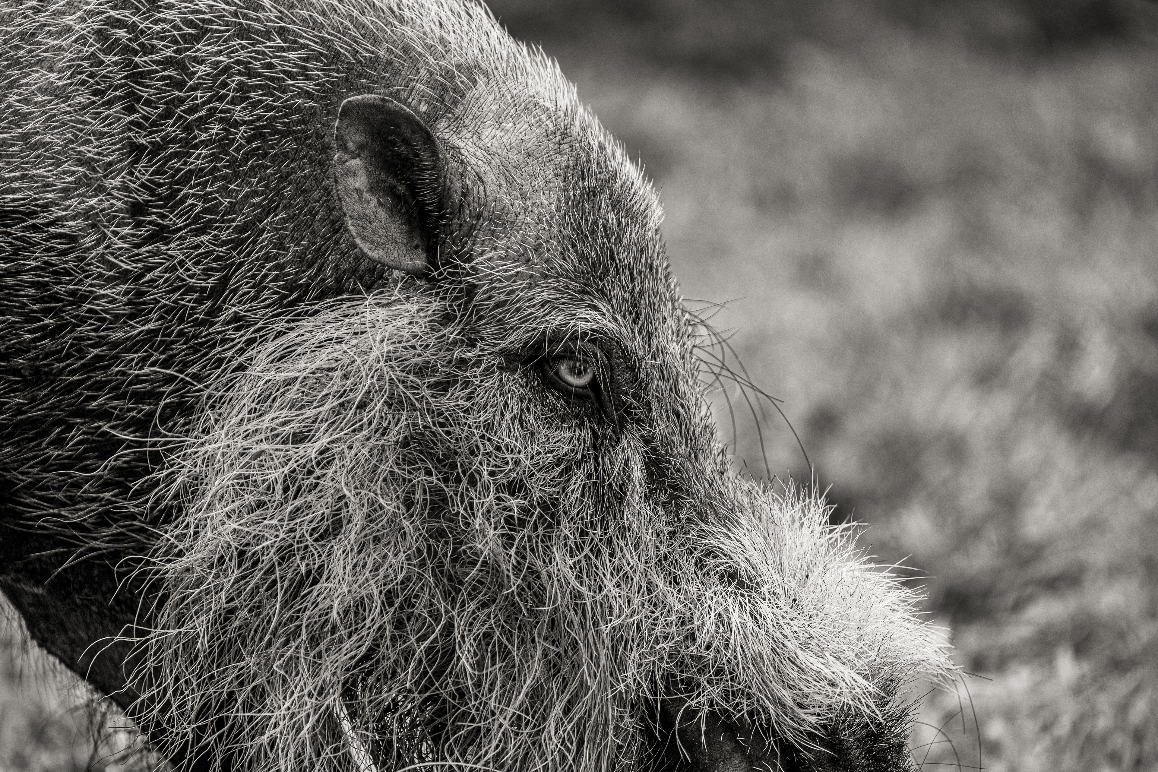 Sanglier barbu - Bako National Park, Bornéo