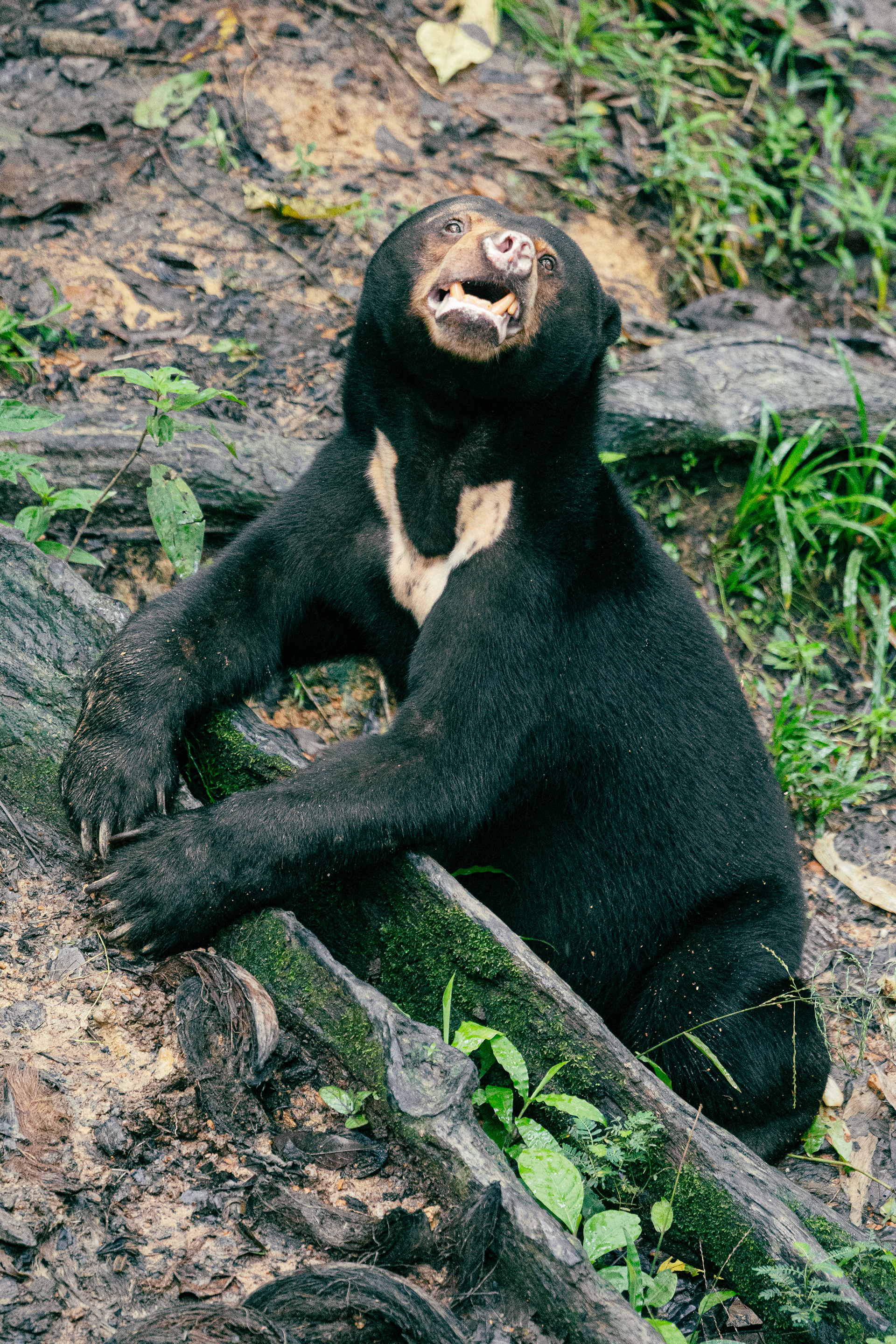 Ours Malais - Sepilok, Bornéo