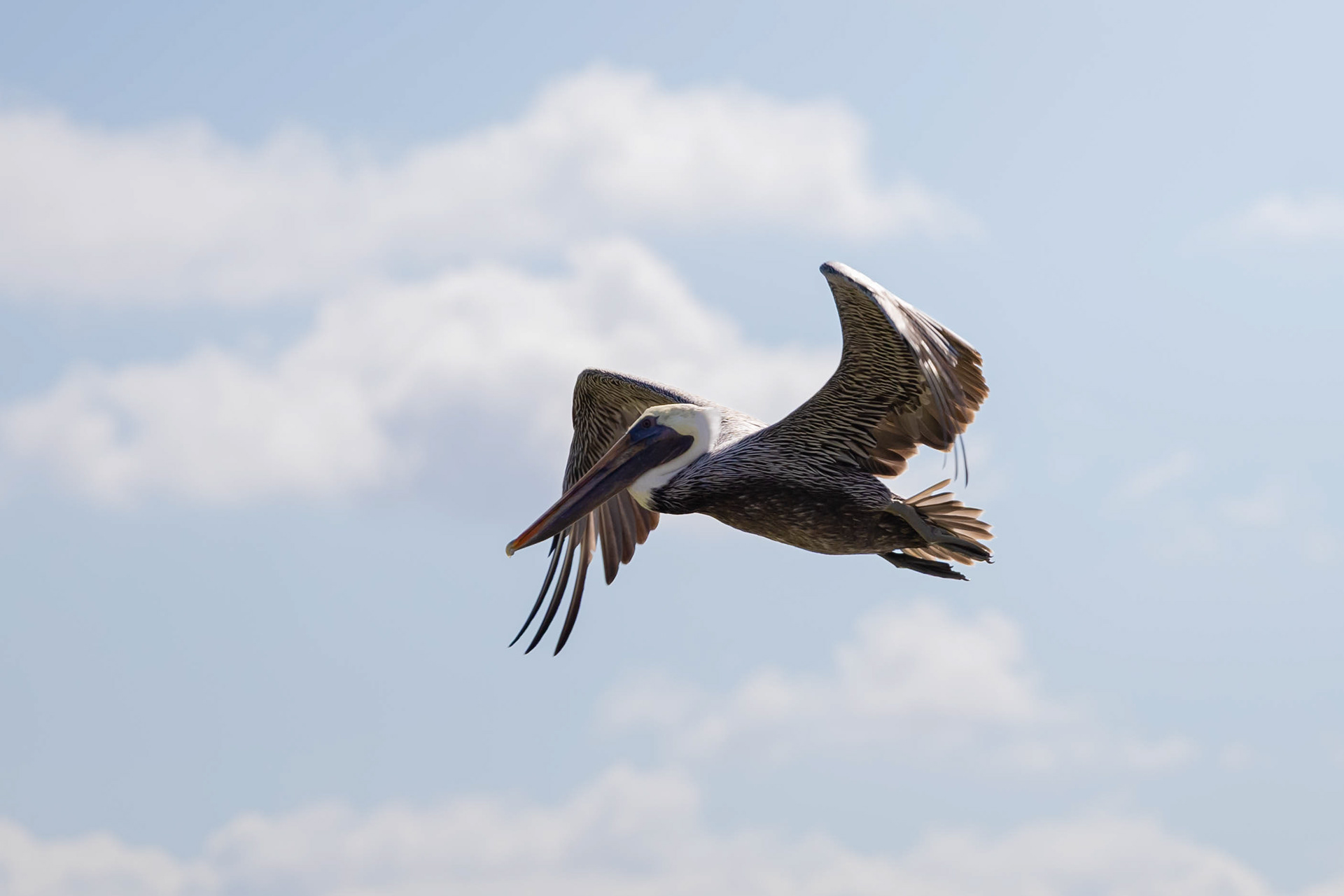 Pélican - Keys, Floride, USA