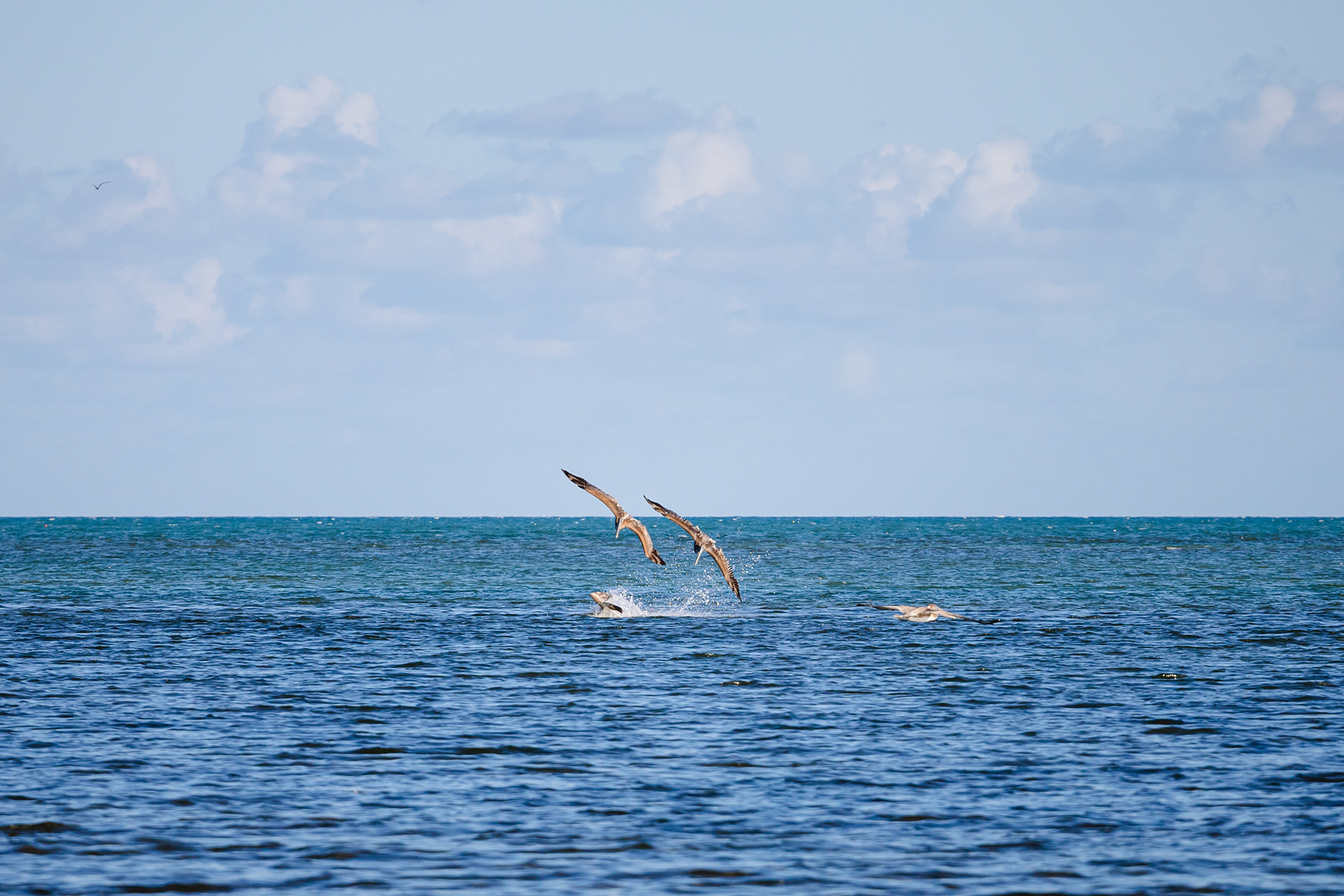 Pélicans - Keys, Floride, USA