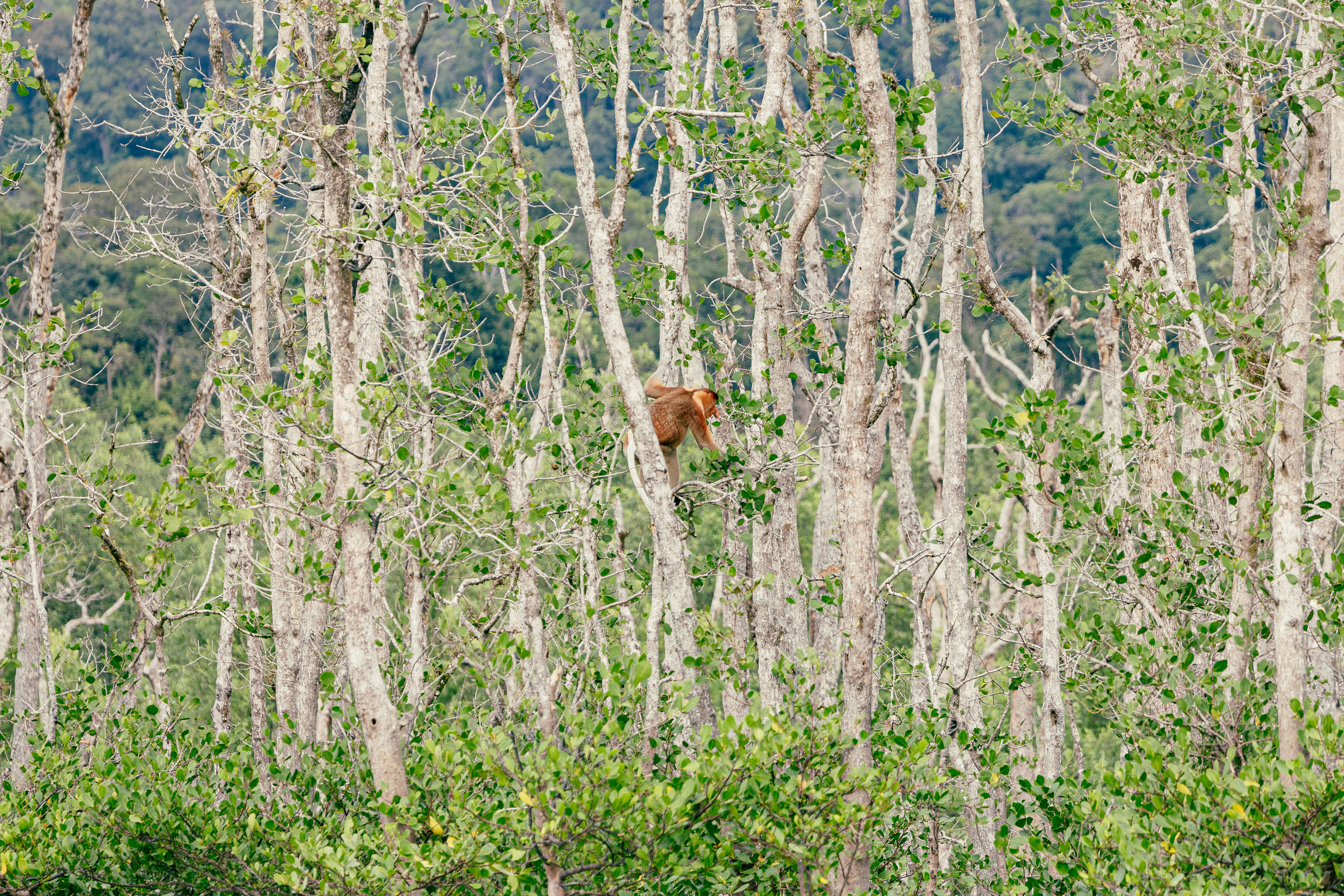 Nasique - Bako National Park, Bornéo