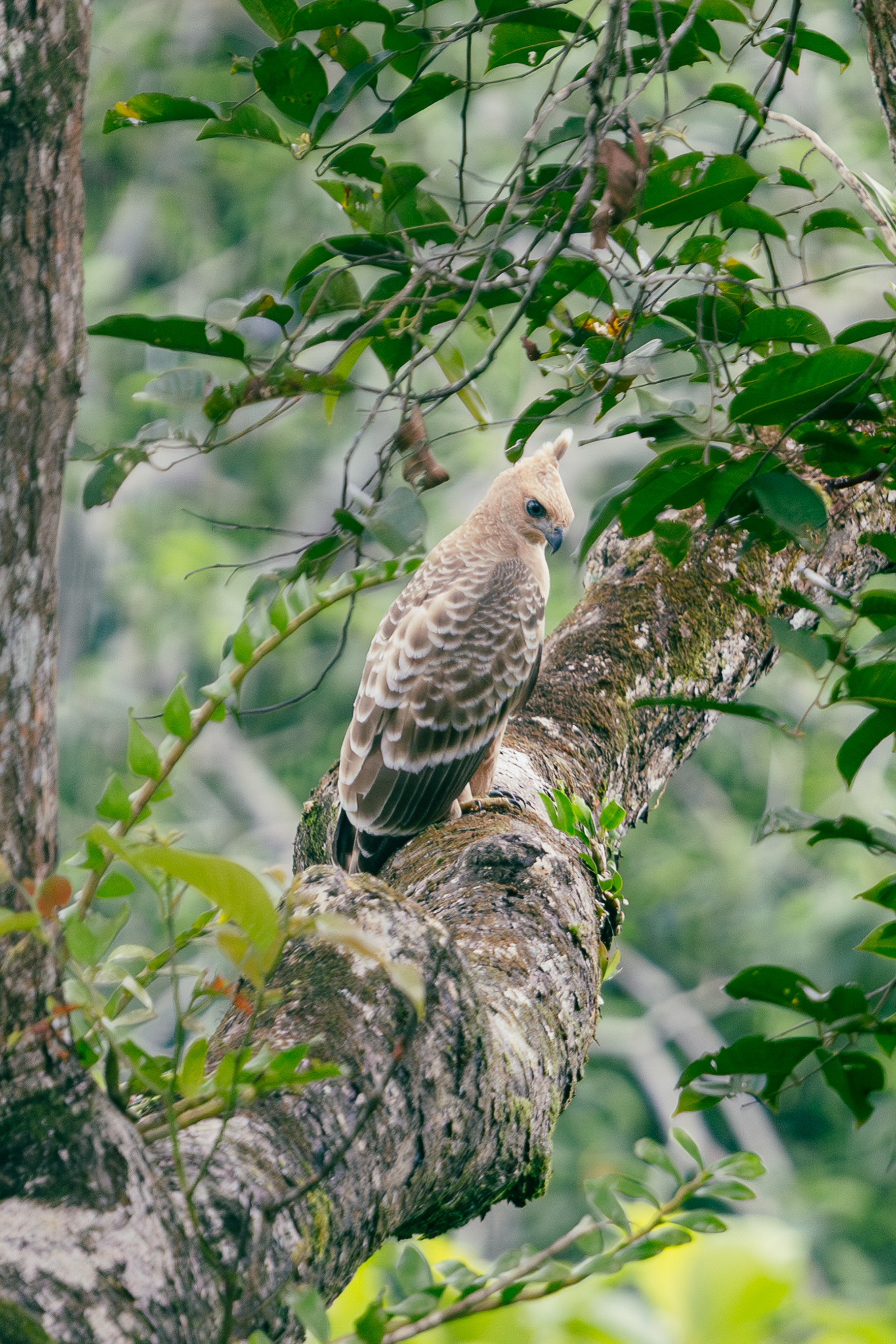 Aigle de Wallace - Sepilok, Bornéo