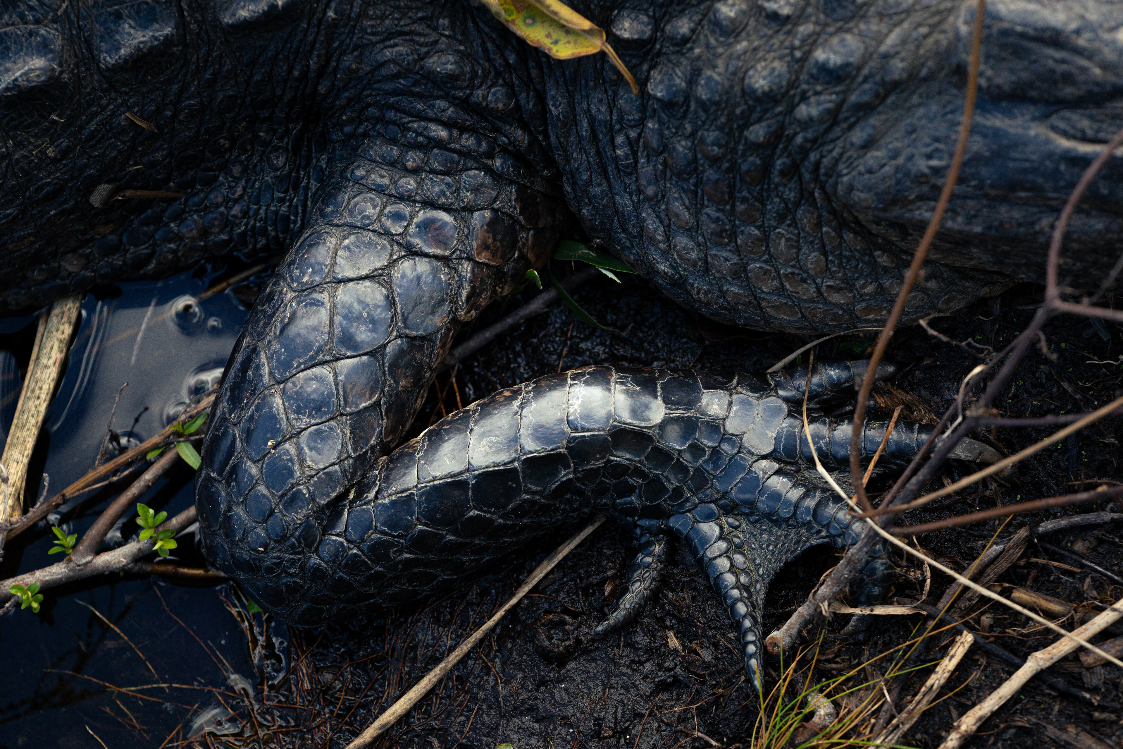 Alligator - Everglades, Floride, USA