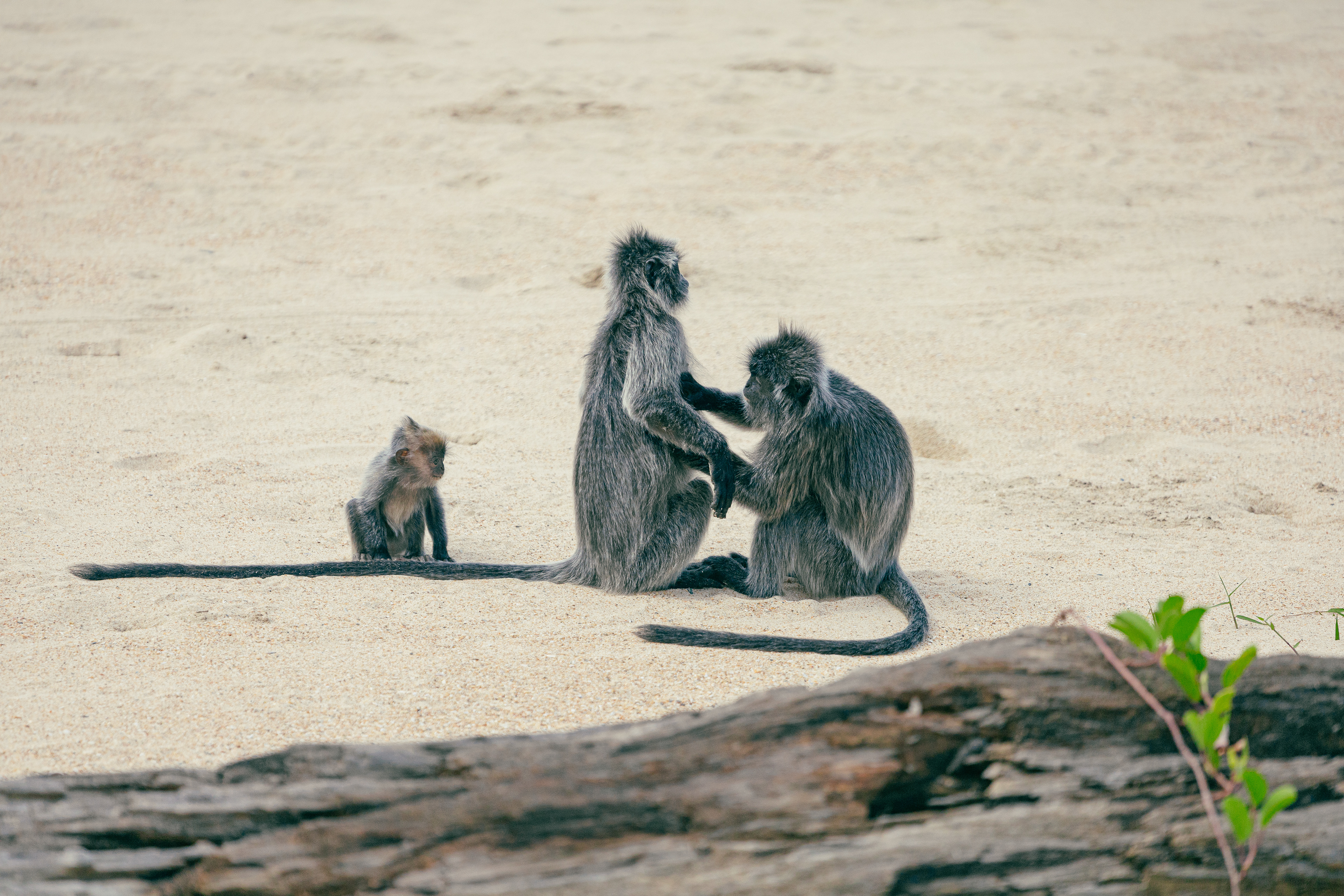 Langurs argentés - Bako National Park, Bornéo