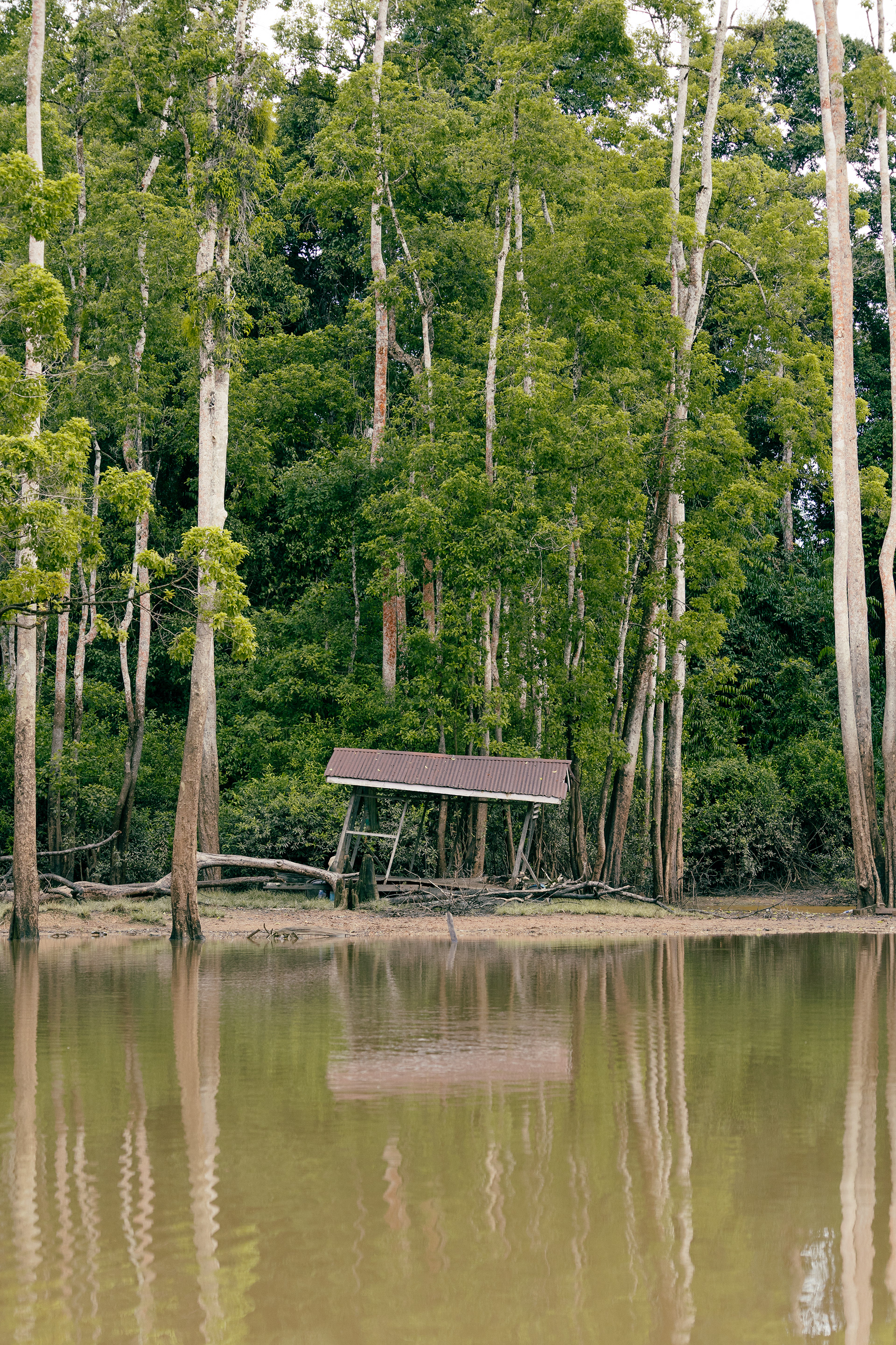 Kinabatangan River, Bornéo