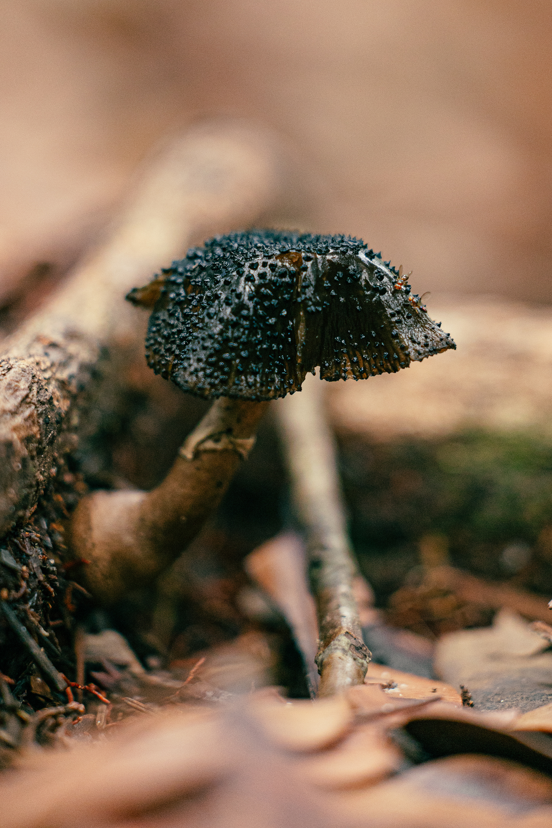 Champignon - Bako National Park, Bornéo
