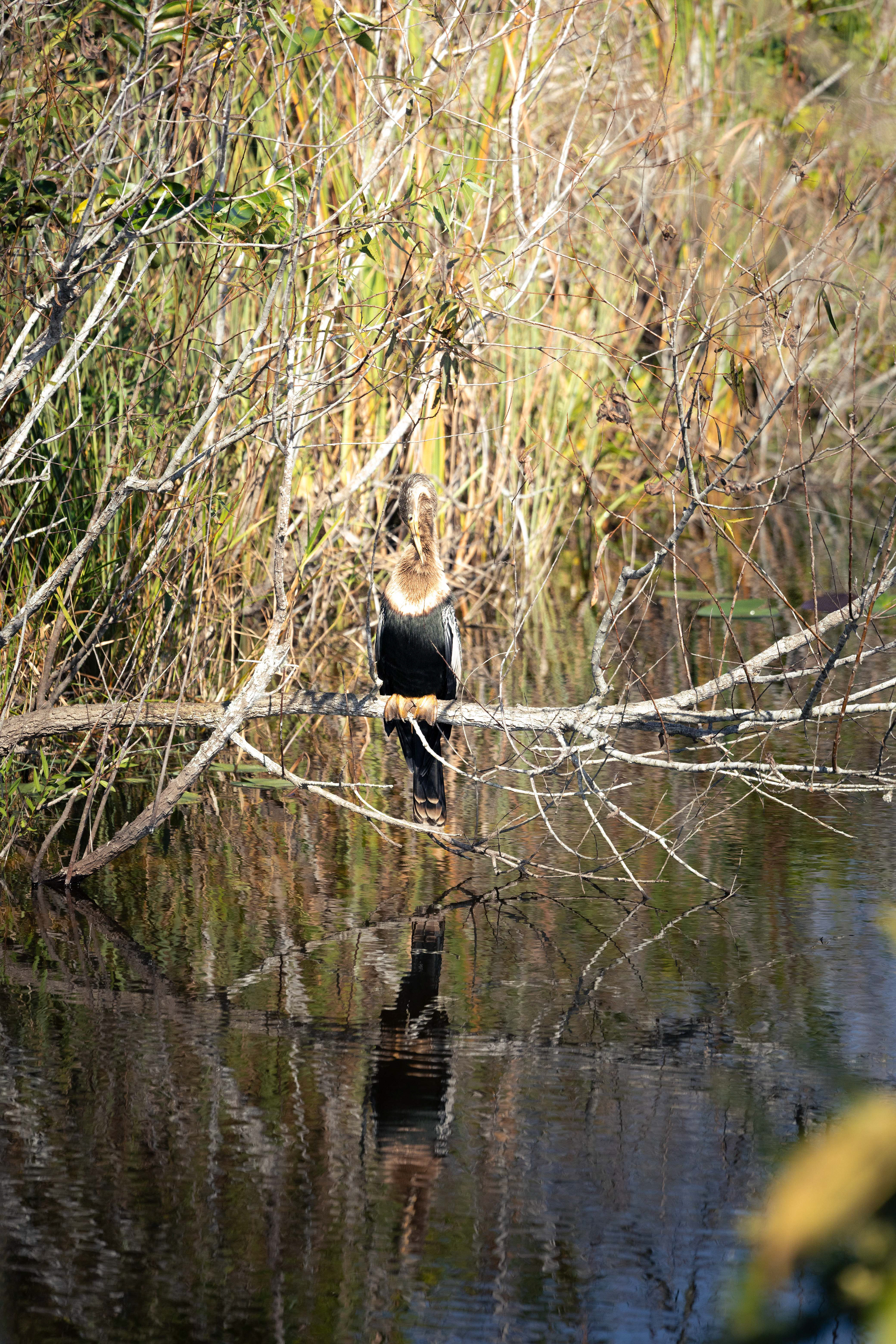 Anhinga - Everglades, Floride, USA