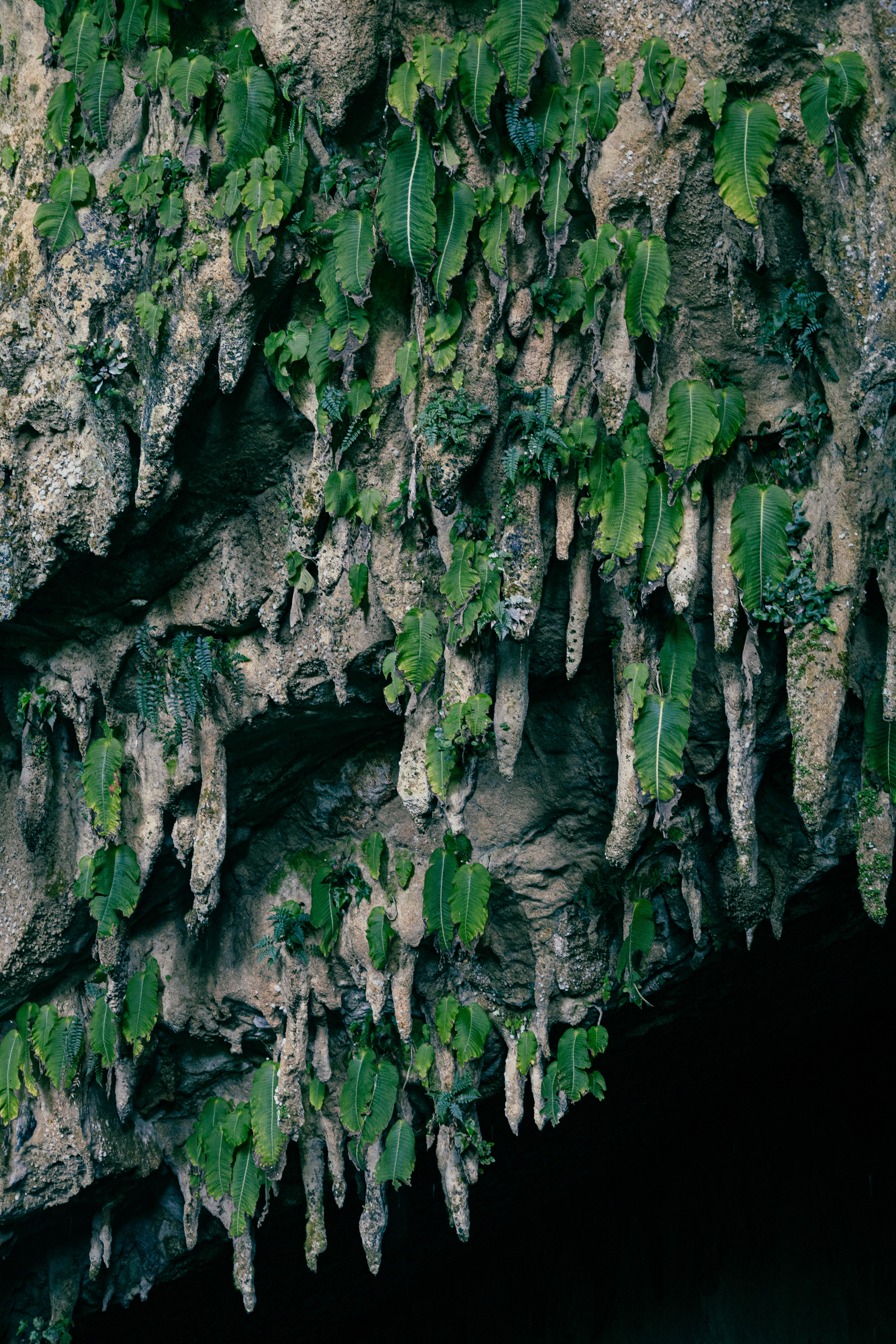 Wind Cave - Mulu National Park