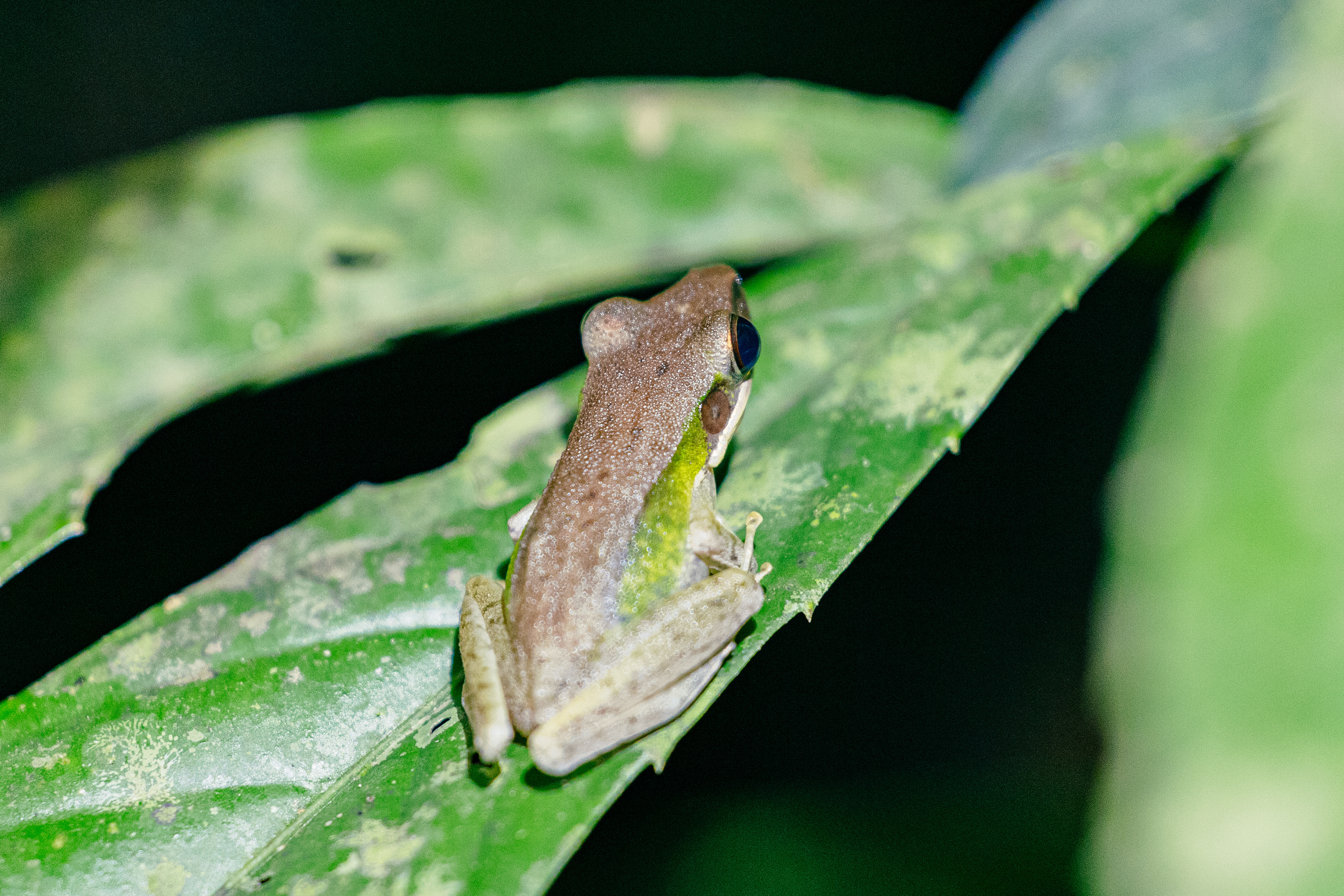 Grenouille - Kinabatangan River, Bornéo