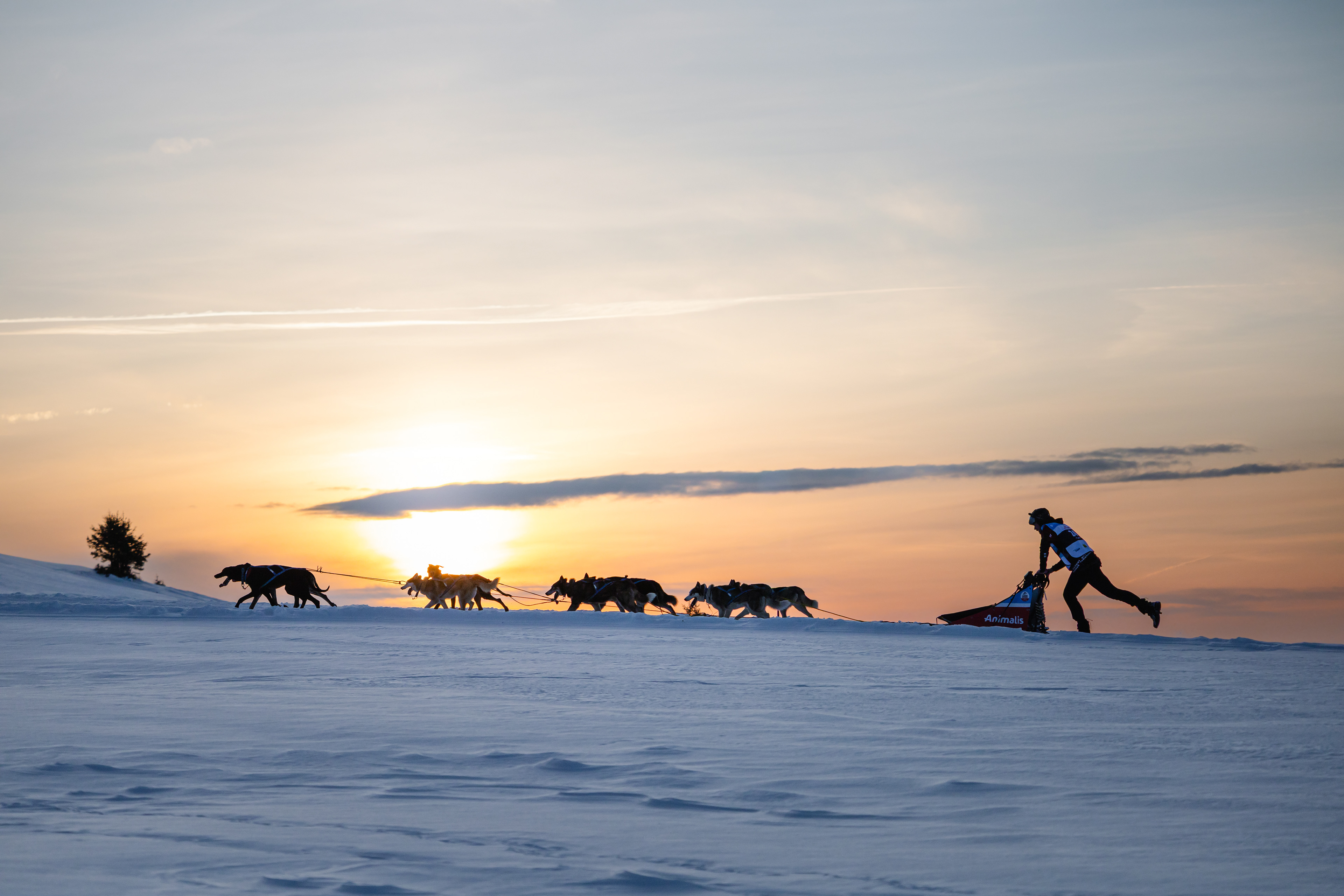 Musher en course - Les 7 Laux, France
