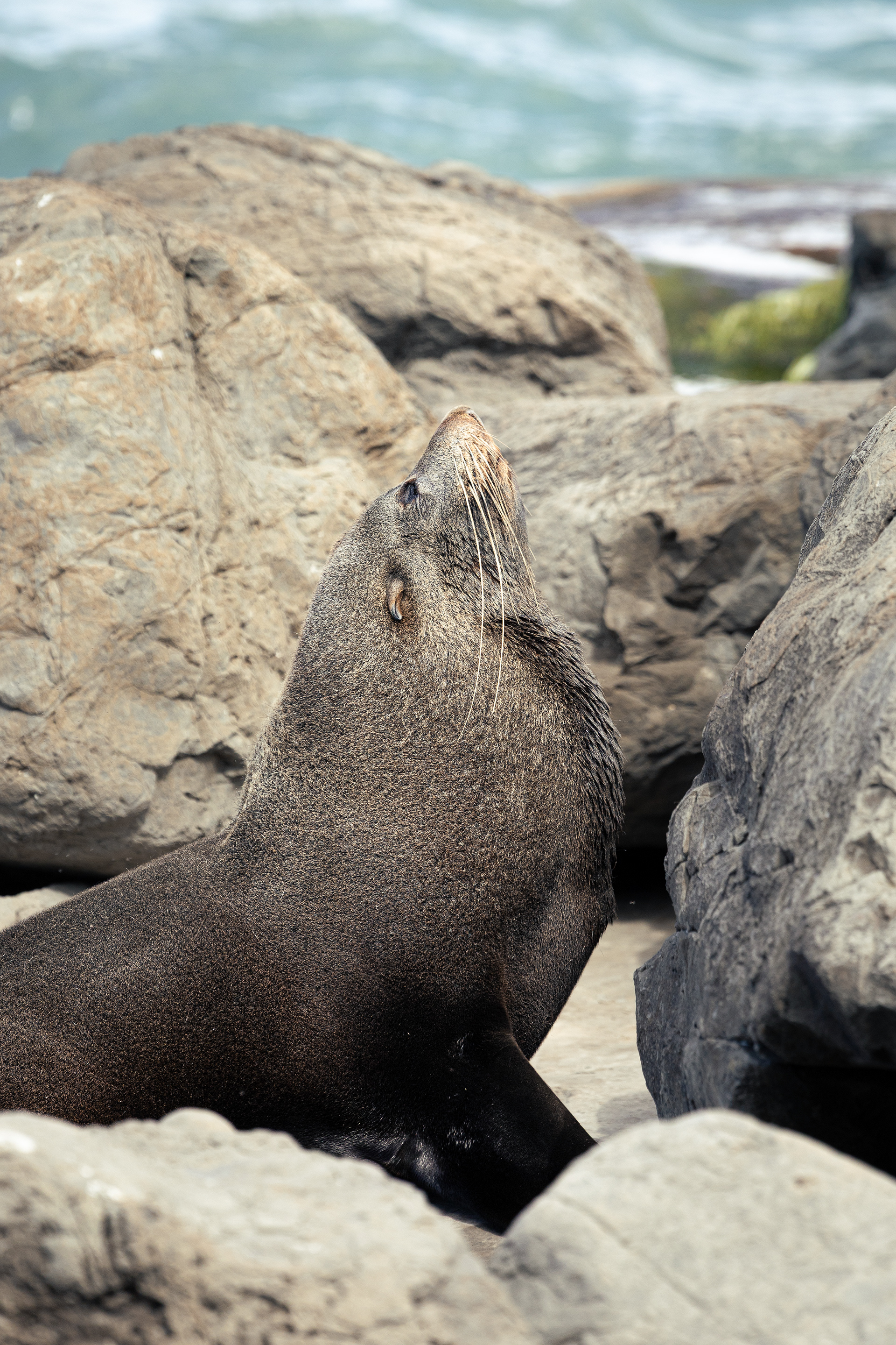 Otarie - Cap Palliser, Nouvelle-Zélande