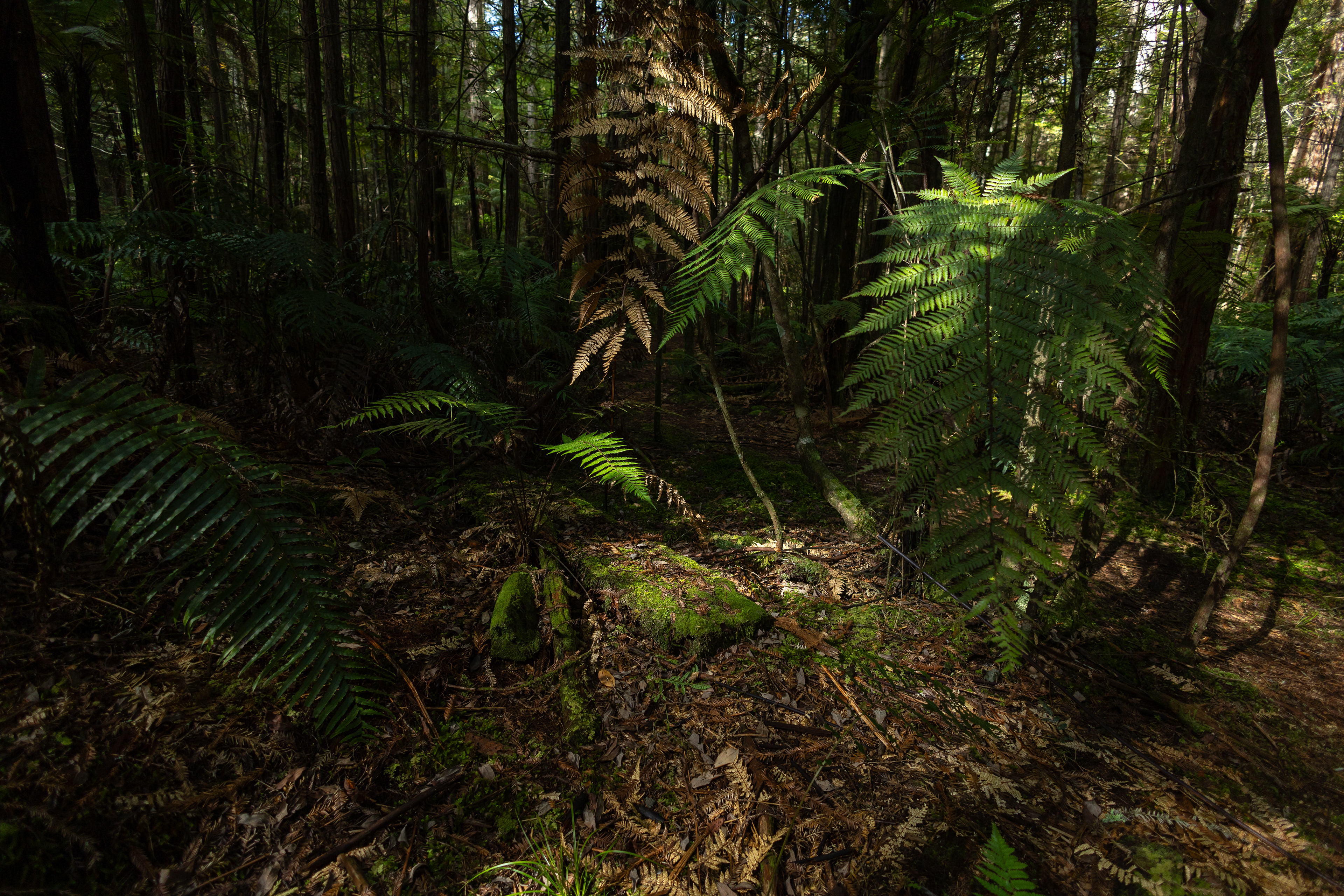 Redwood Forest - Tarawera Trail by UTMB